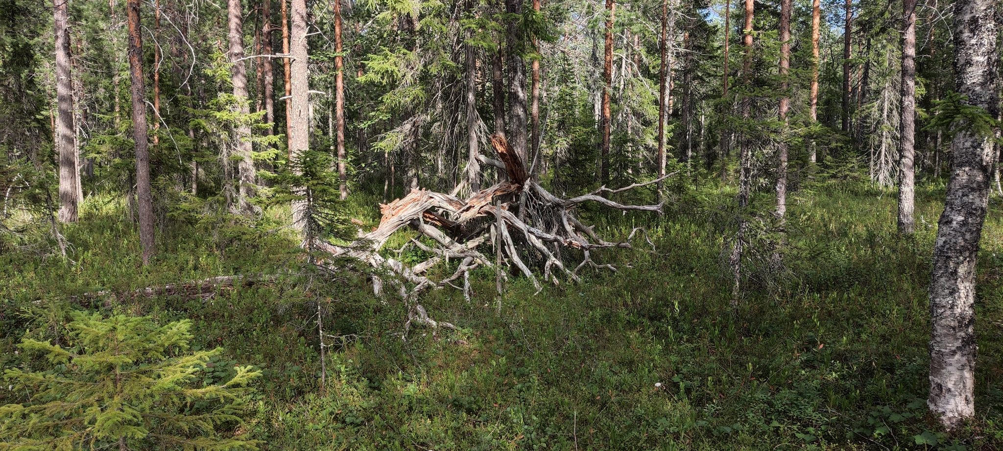 How I walked through the forests - My, Forest, Travels, Friday tag is mine, Arkhangelsk region, Longpost