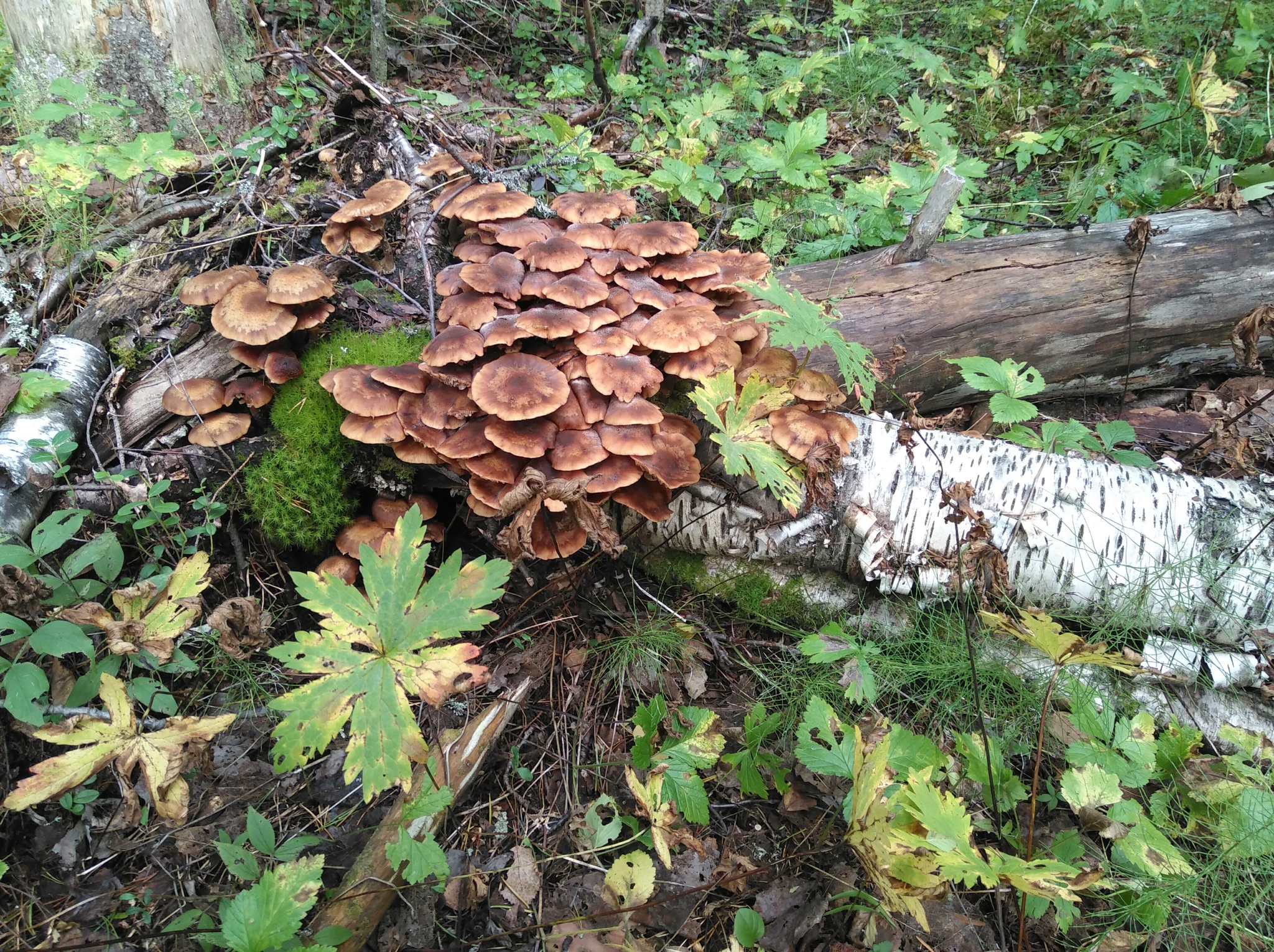 How I walked through the forests - My, Forest, Travels, Friday tag is mine, Arkhangelsk region, Longpost