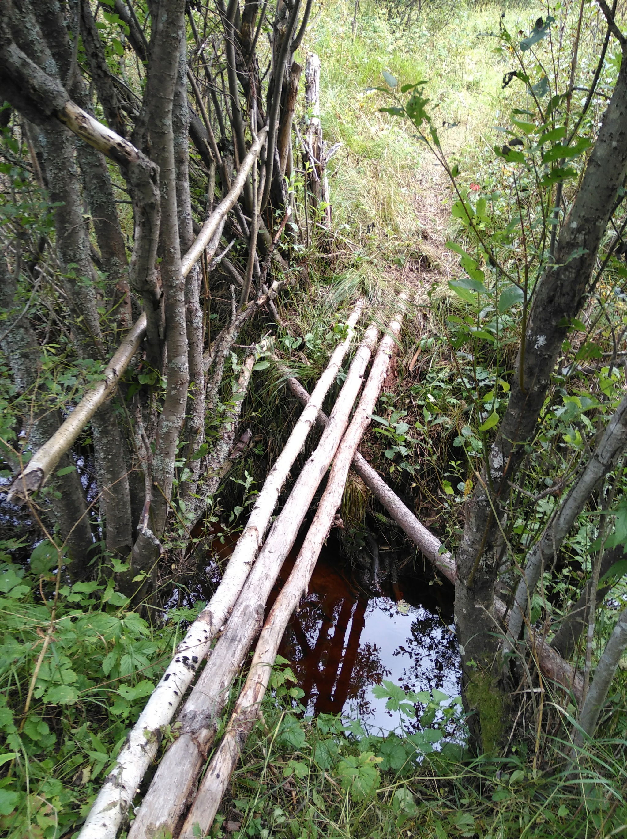 How I walked through the forests - My, Forest, Travels, Friday tag is mine, Arkhangelsk region, Longpost