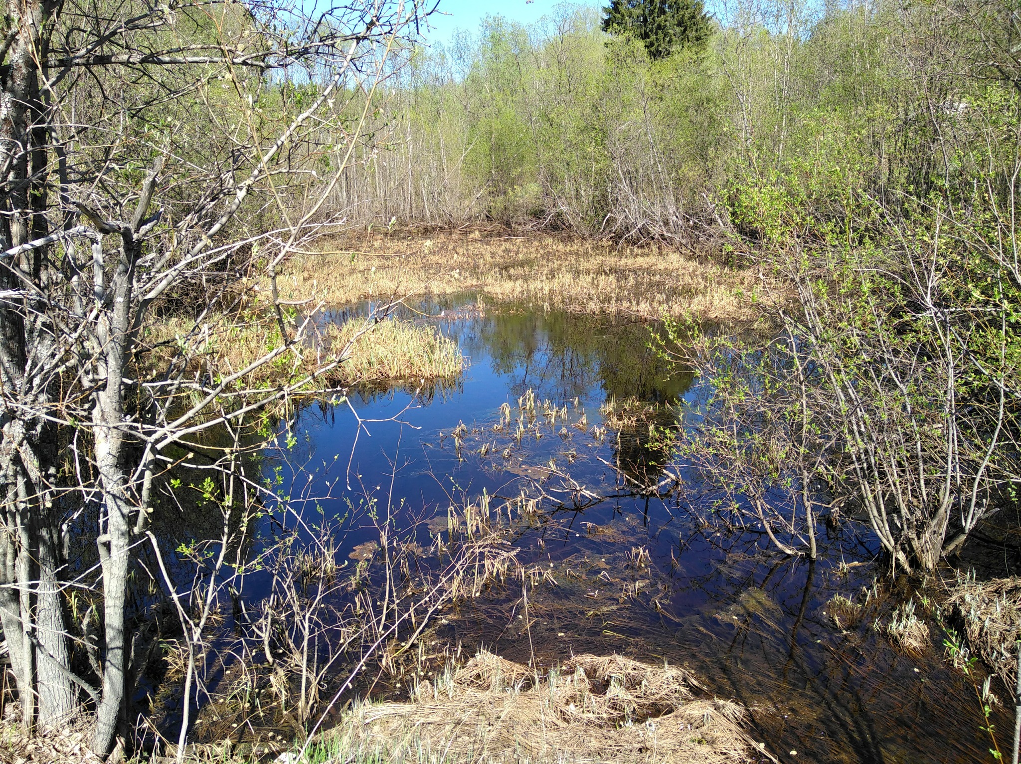 How I walked through the forests - My, Forest, Travels, Friday tag is mine, Arkhangelsk region, Longpost