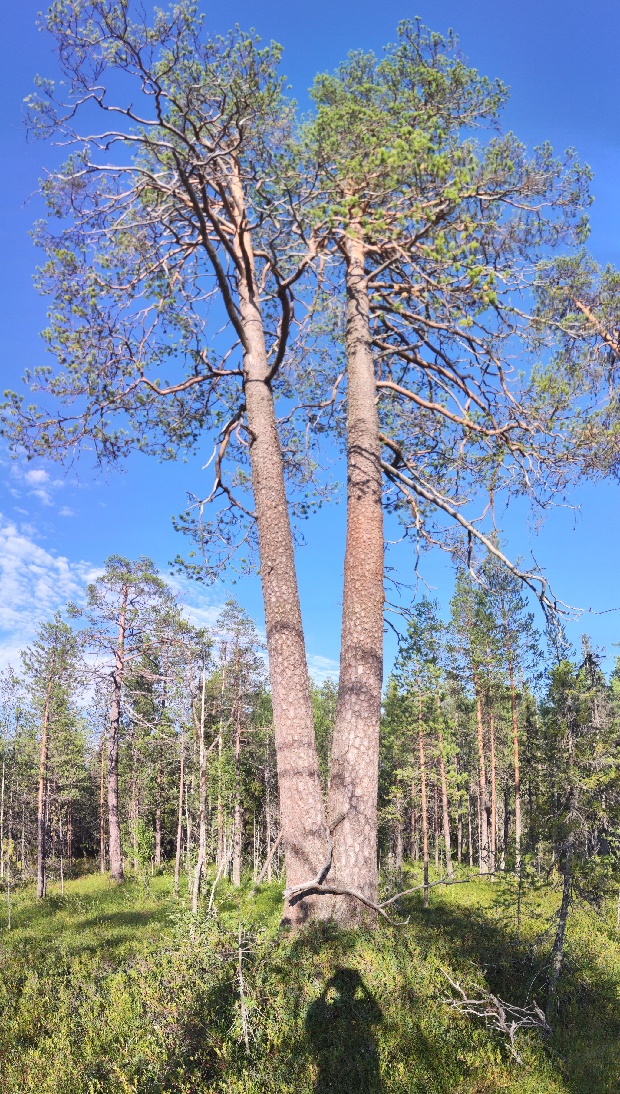 How I walked through the forests - My, Forest, Travels, Friday tag is mine, Arkhangelsk region, Longpost