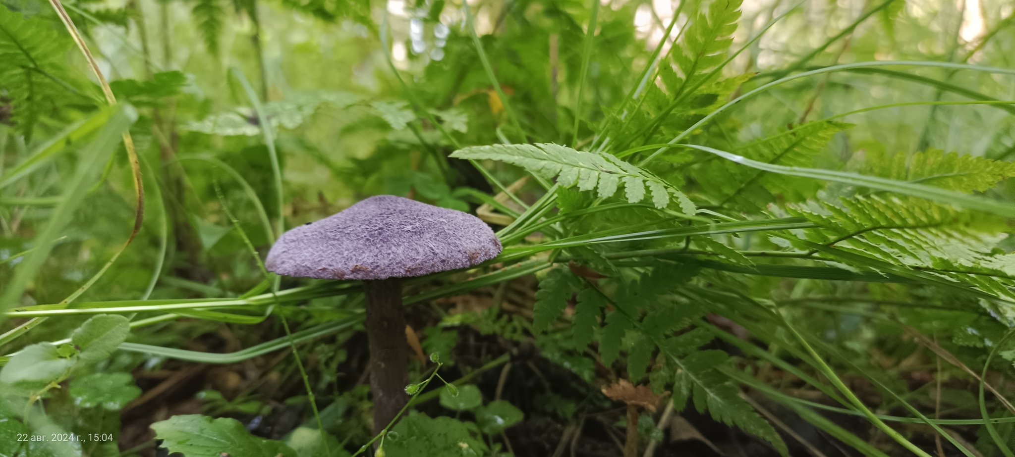 I would like to share photos, how beautiful it is in the forest - My, Mobile photography, The photo, Forest, Mushrooms, The nature of Russia, Longpost