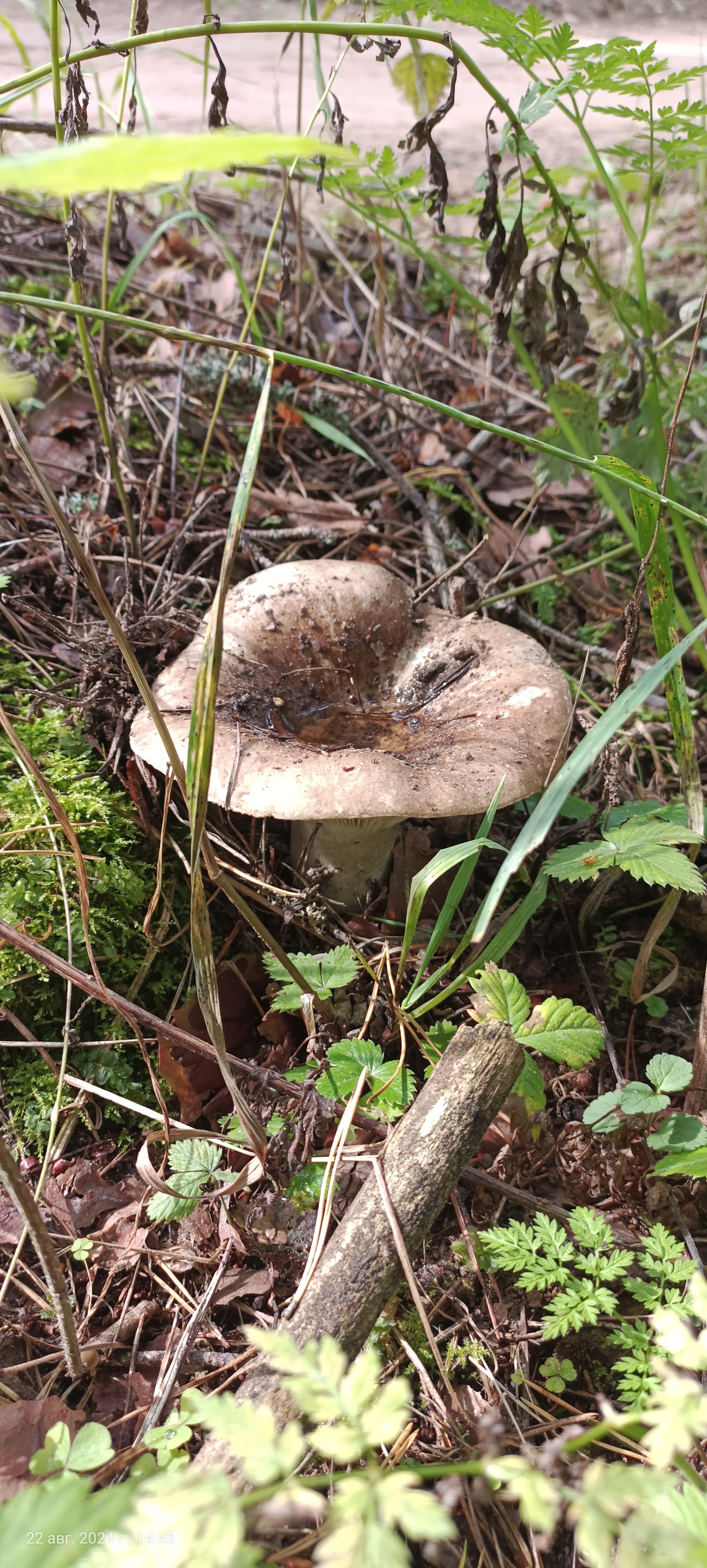 I would like to share photos, how beautiful it is in the forest - My, Mobile photography, The photo, Forest, Mushrooms, The nature of Russia, Longpost