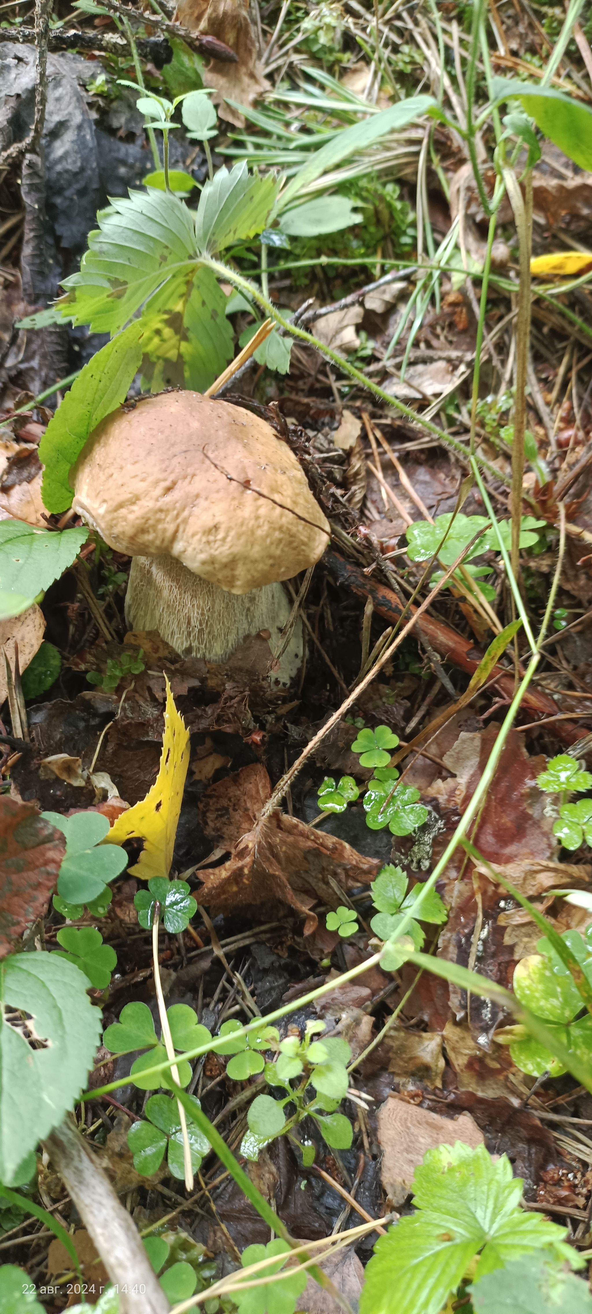 I would like to share photos, how beautiful it is in the forest - My, Mobile photography, The photo, Forest, Mushrooms, The nature of Russia, Longpost