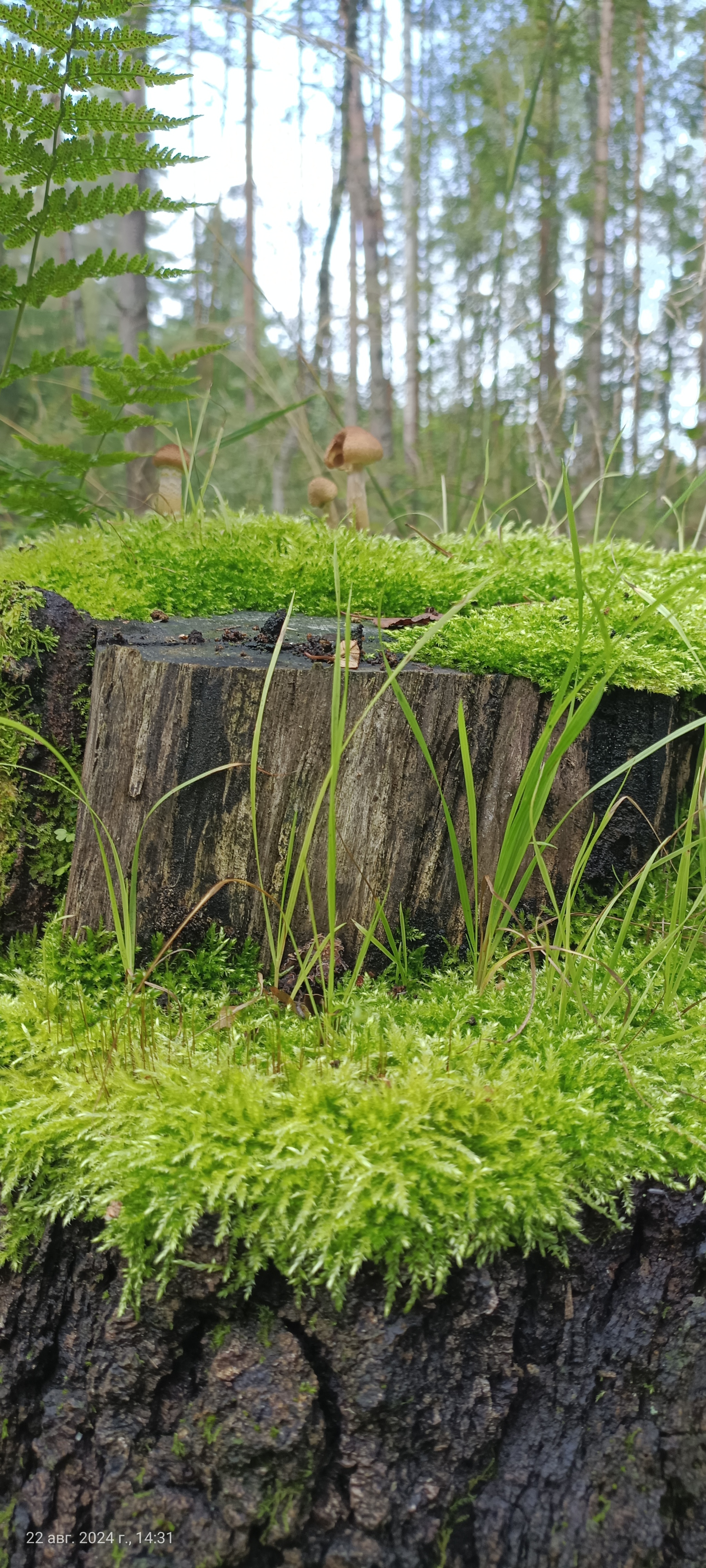 I would like to share photos, how beautiful it is in the forest - My, Mobile photography, The photo, Forest, Mushrooms, The nature of Russia, Longpost