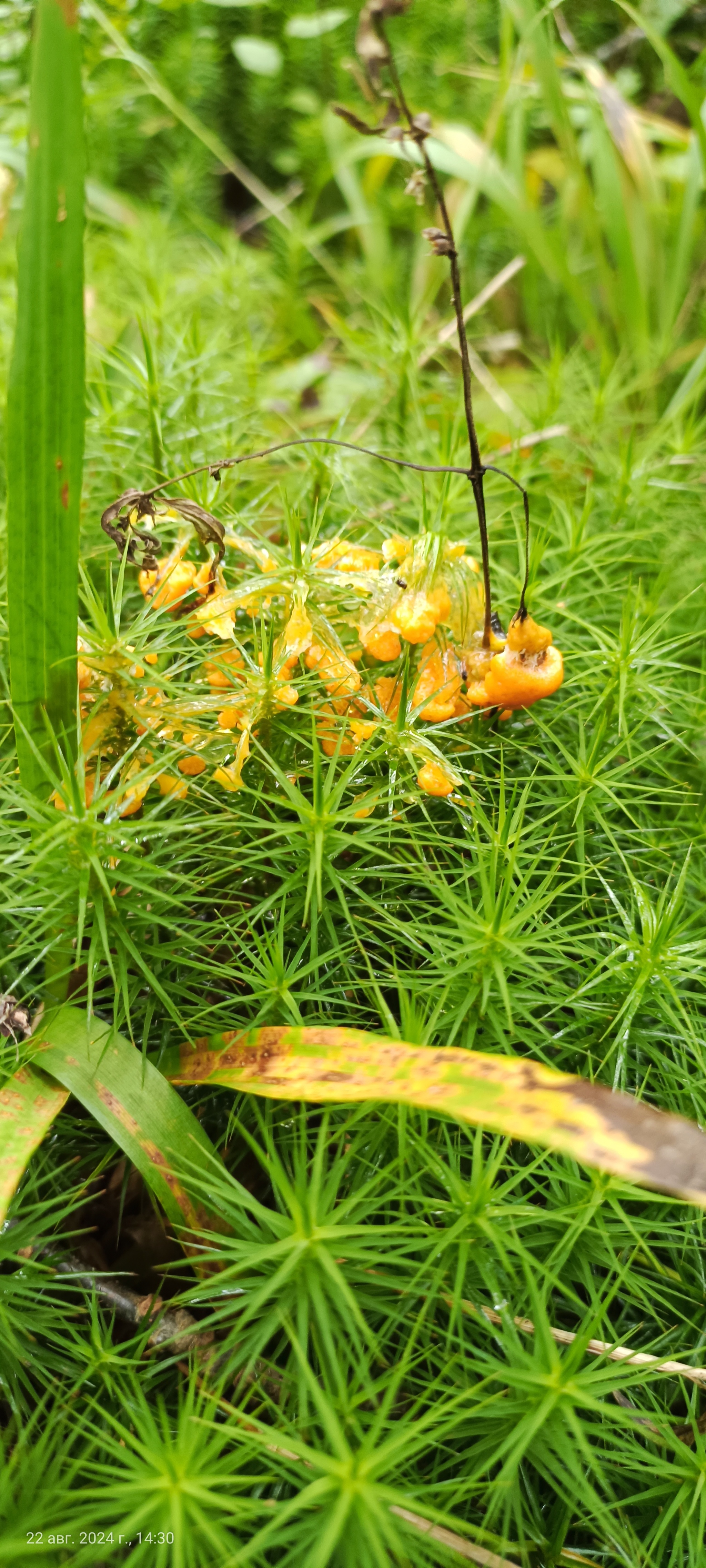 I would like to share photos, how beautiful it is in the forest - My, Mobile photography, The photo, Forest, Mushrooms, The nature of Russia, Longpost