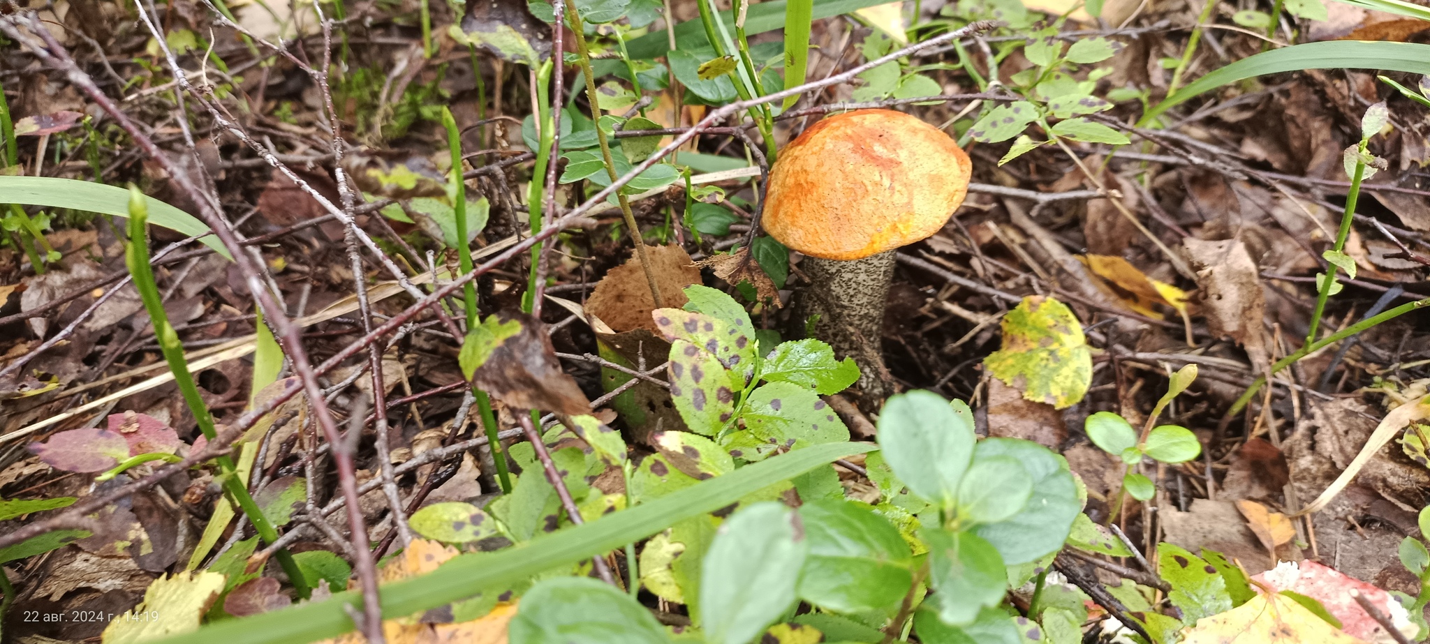 I would like to share photos, how beautiful it is in the forest - My, Mobile photography, The photo, Forest, Mushrooms, The nature of Russia, Longpost