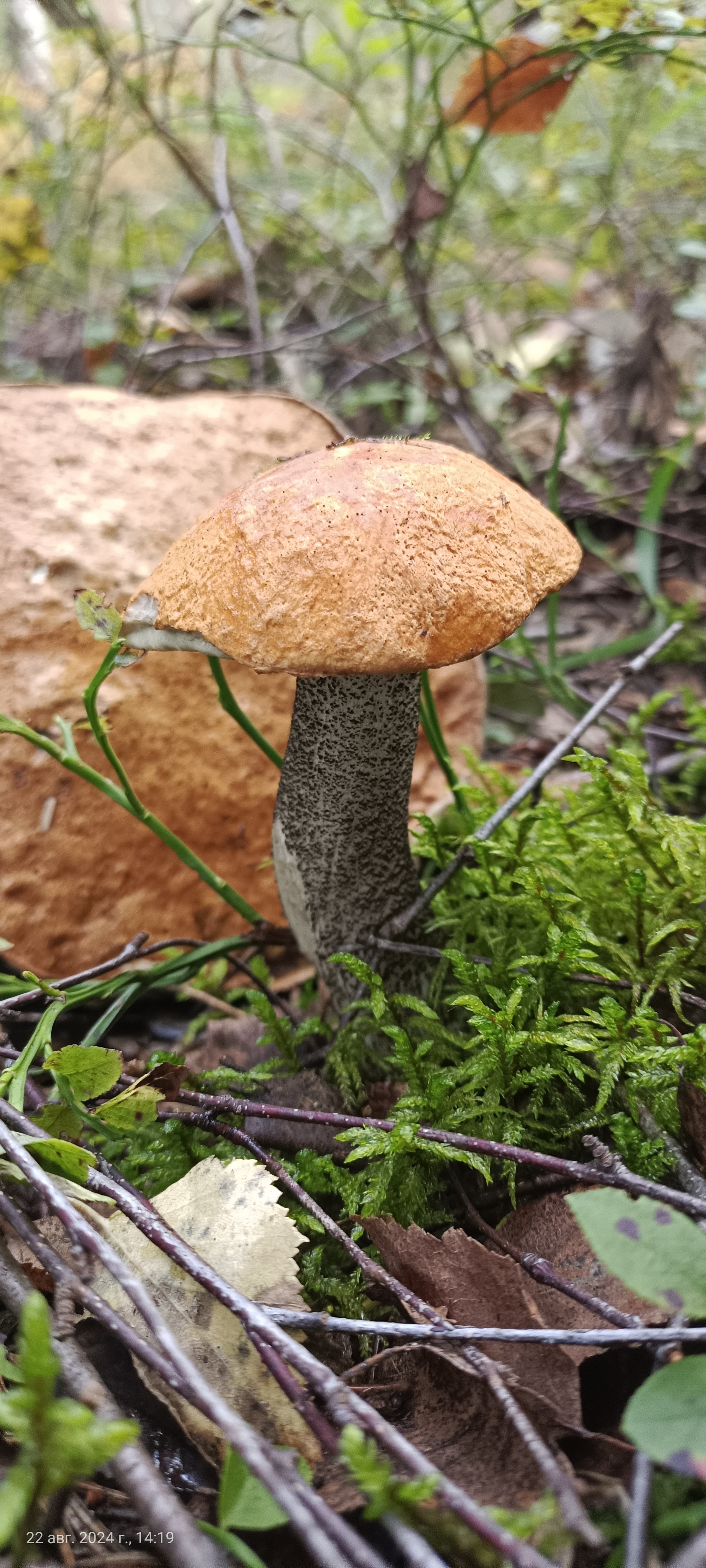 I would like to share photos, how beautiful it is in the forest - My, Mobile photography, The photo, Forest, Mushrooms, The nature of Russia, Longpost