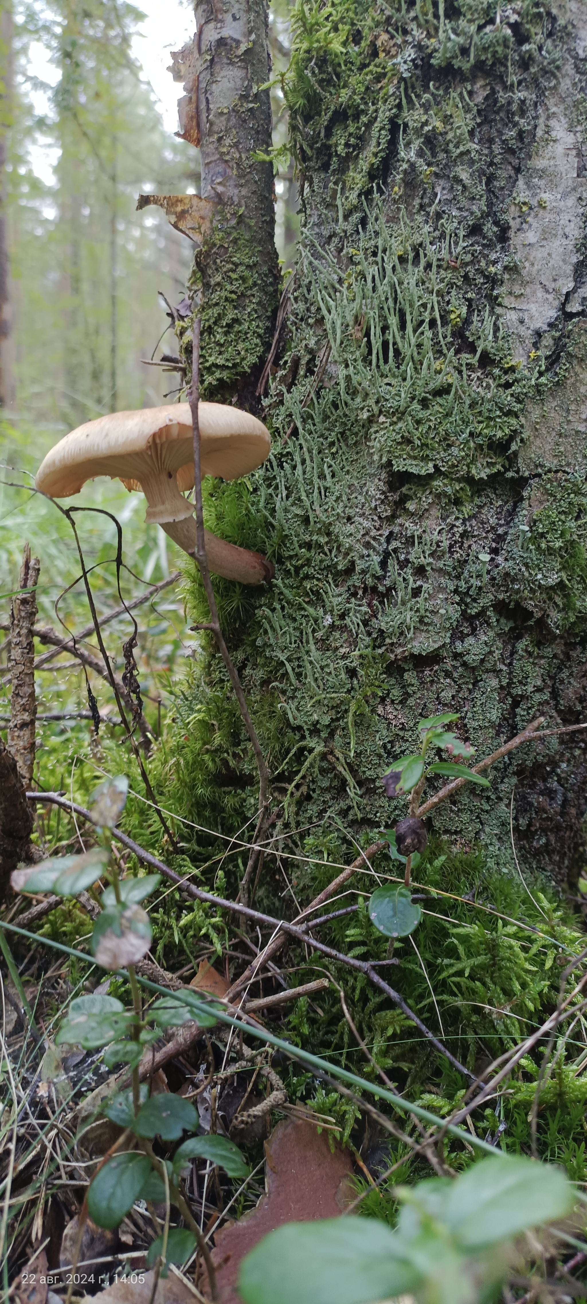 I would like to share photos, how beautiful it is in the forest - My, Mobile photography, The photo, Forest, Mushrooms, The nature of Russia, Longpost