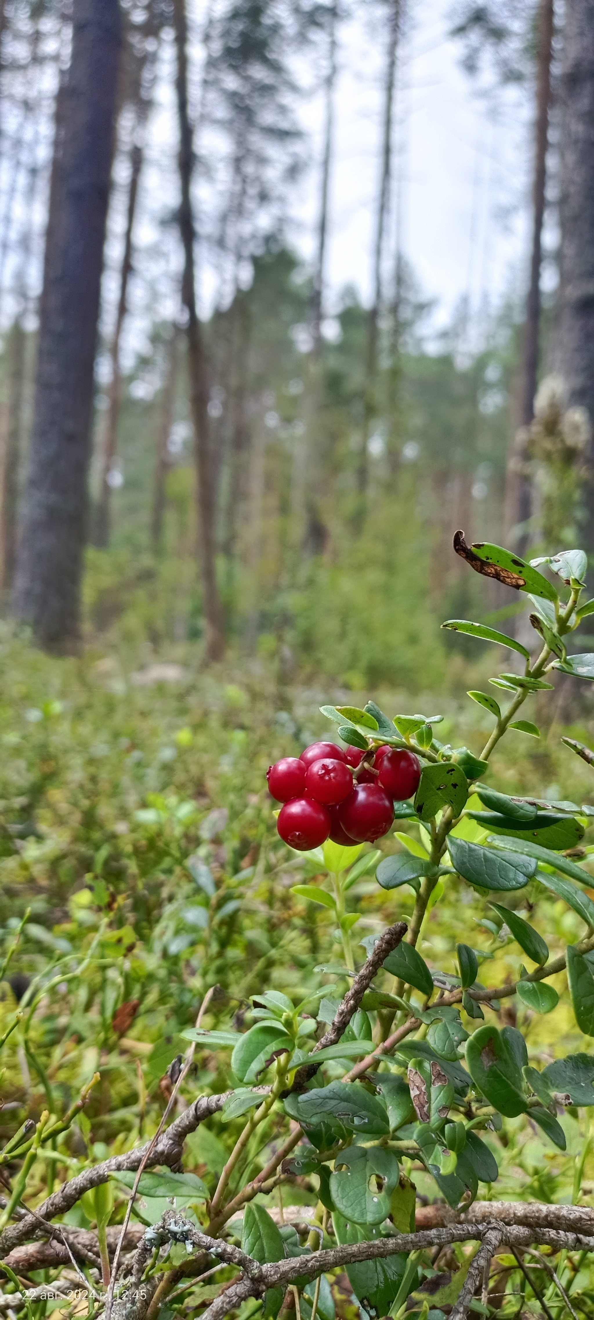 I would like to share photos, how beautiful it is in the forest - My, Mobile photography, The photo, Forest, Mushrooms, The nature of Russia, Longpost