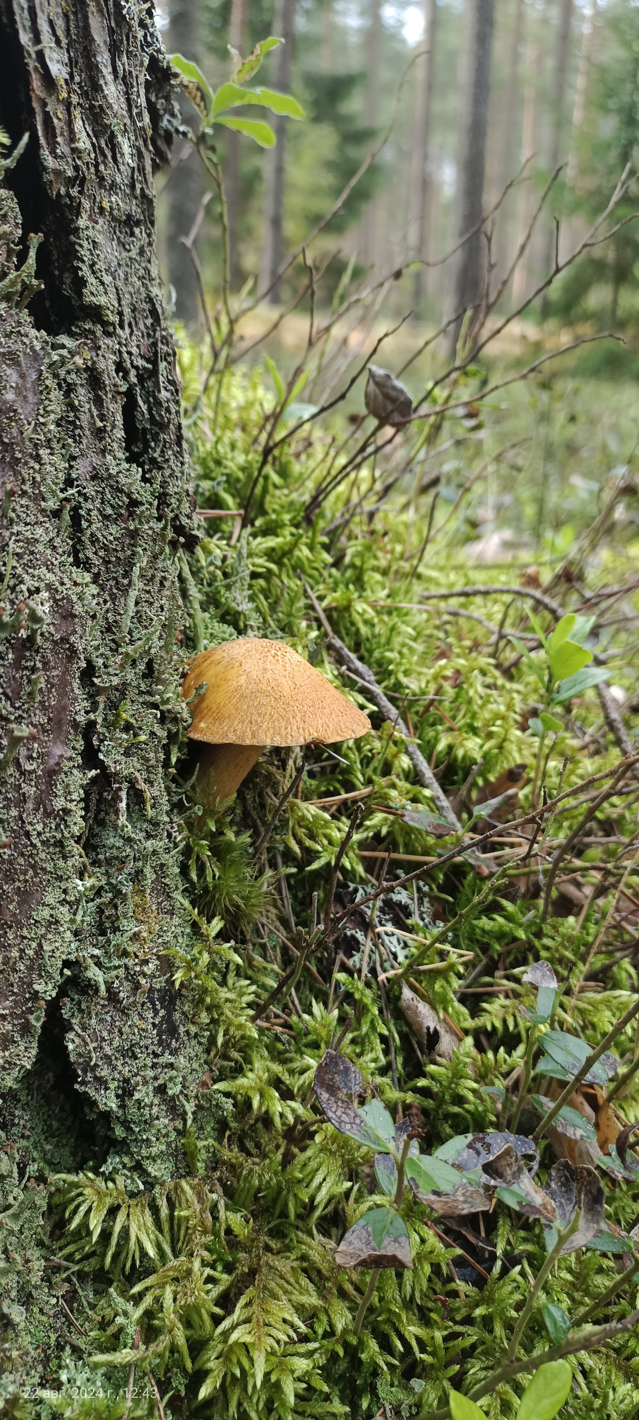 I would like to share photos, how beautiful it is in the forest - My, Mobile photography, The photo, Forest, Mushrooms, The nature of Russia, Longpost