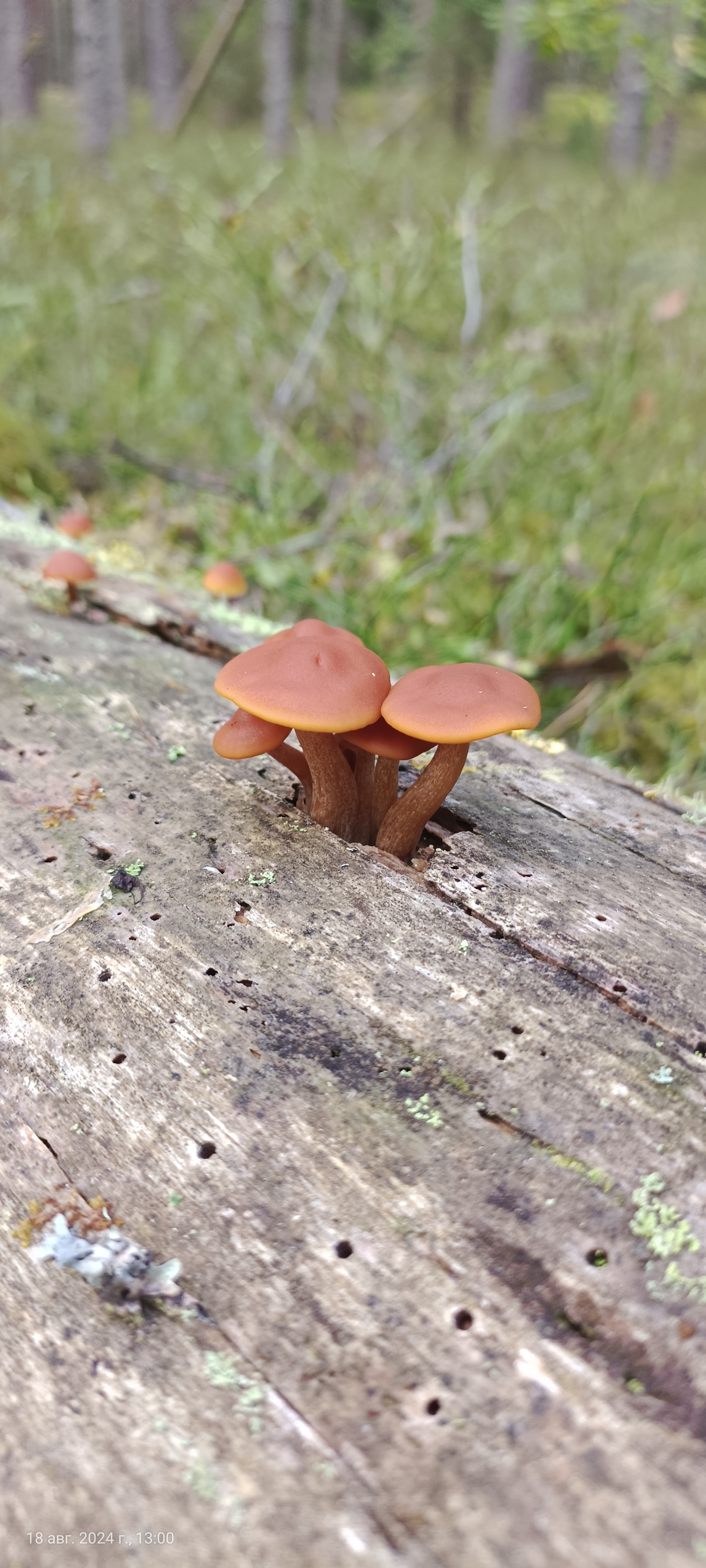 I would like to share photos, how beautiful it is in the forest - My, Mobile photography, The photo, Forest, Mushrooms, The nature of Russia, Longpost