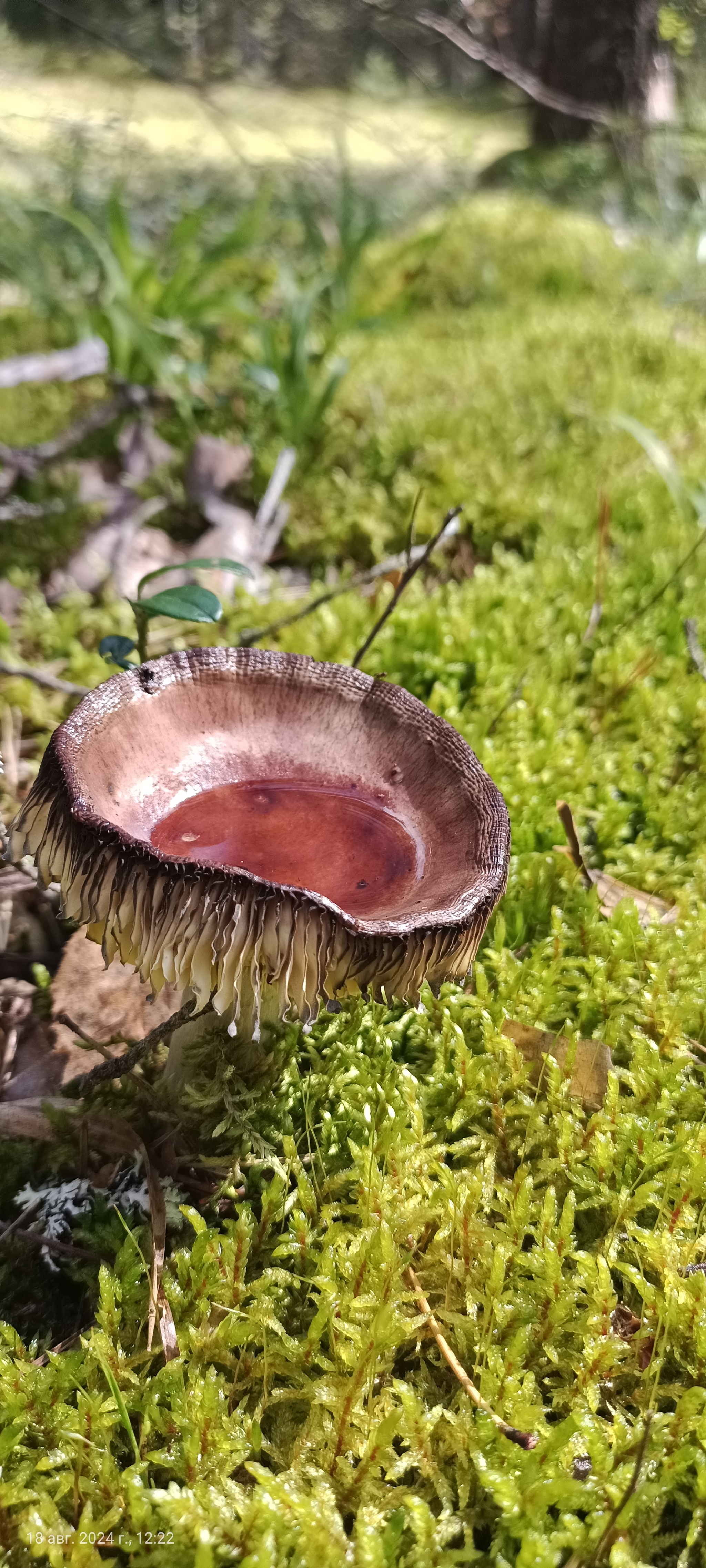 I would like to share photos, how beautiful it is in the forest - My, Mobile photography, The photo, Forest, Mushrooms, The nature of Russia, Longpost