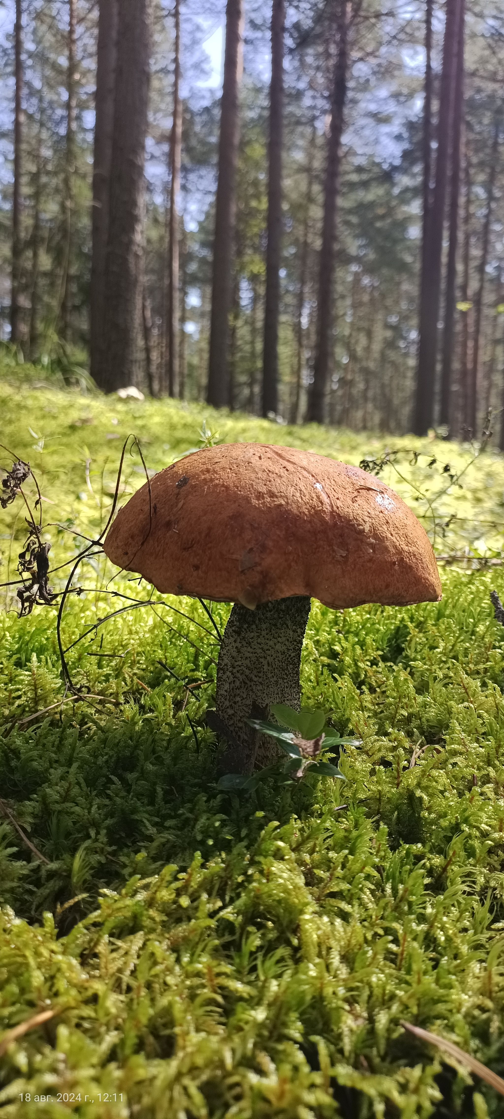 I would like to share photos, how beautiful it is in the forest - My, Mobile photography, The photo, Forest, Mushrooms, The nature of Russia, Longpost