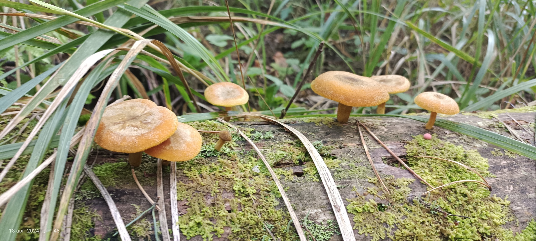 I would like to share photos, how beautiful it is in the forest - My, Mobile photography, The photo, Forest, Mushrooms, The nature of Russia, Longpost