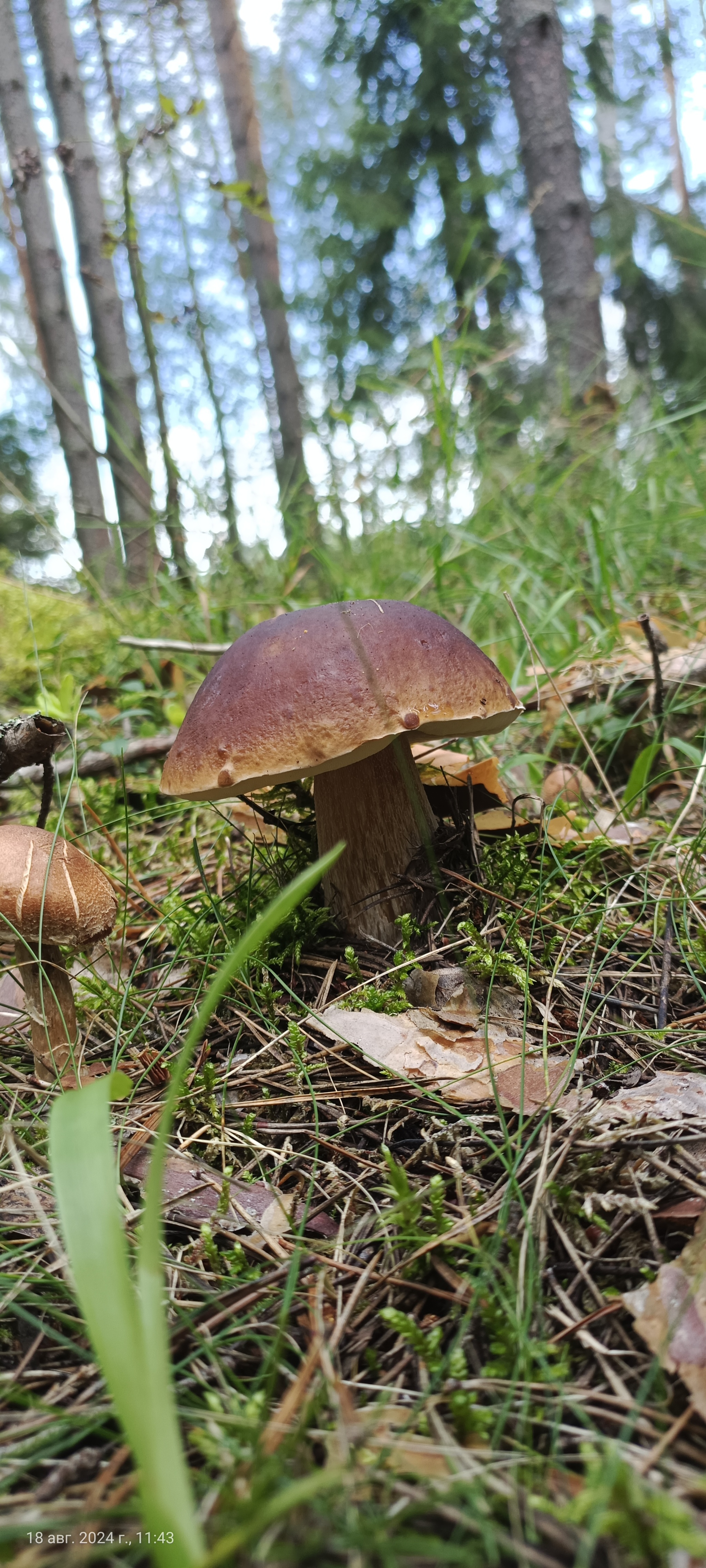 I would like to share photos, how beautiful it is in the forest - My, Mobile photography, The photo, Forest, Mushrooms, The nature of Russia, Longpost