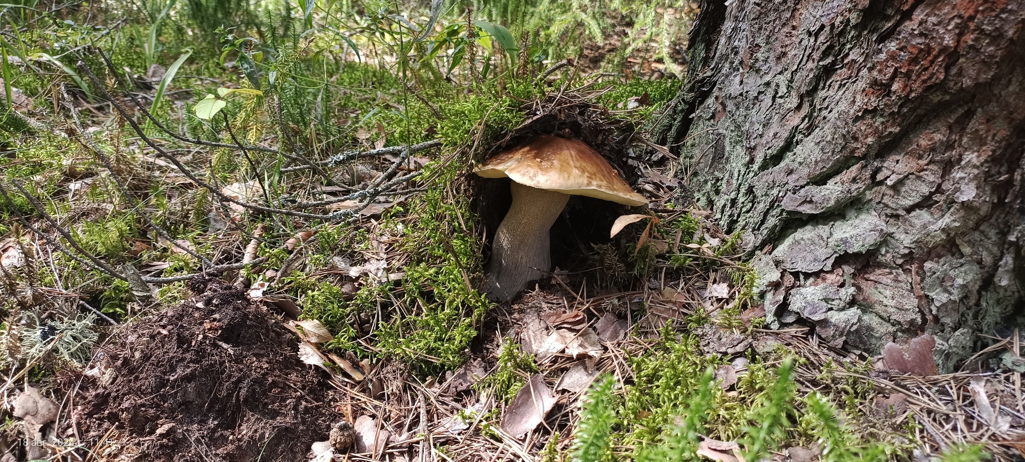 I would like to share photos, how beautiful it is in the forest - My, Mobile photography, The photo, Forest, Mushrooms, The nature of Russia, Longpost