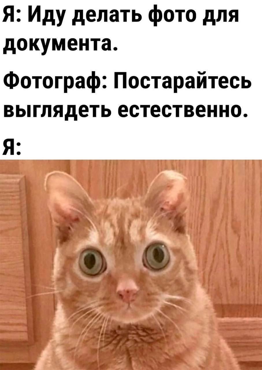 Passport photo))) - Humor, Memes, Telegram (link), cat, Picture with text