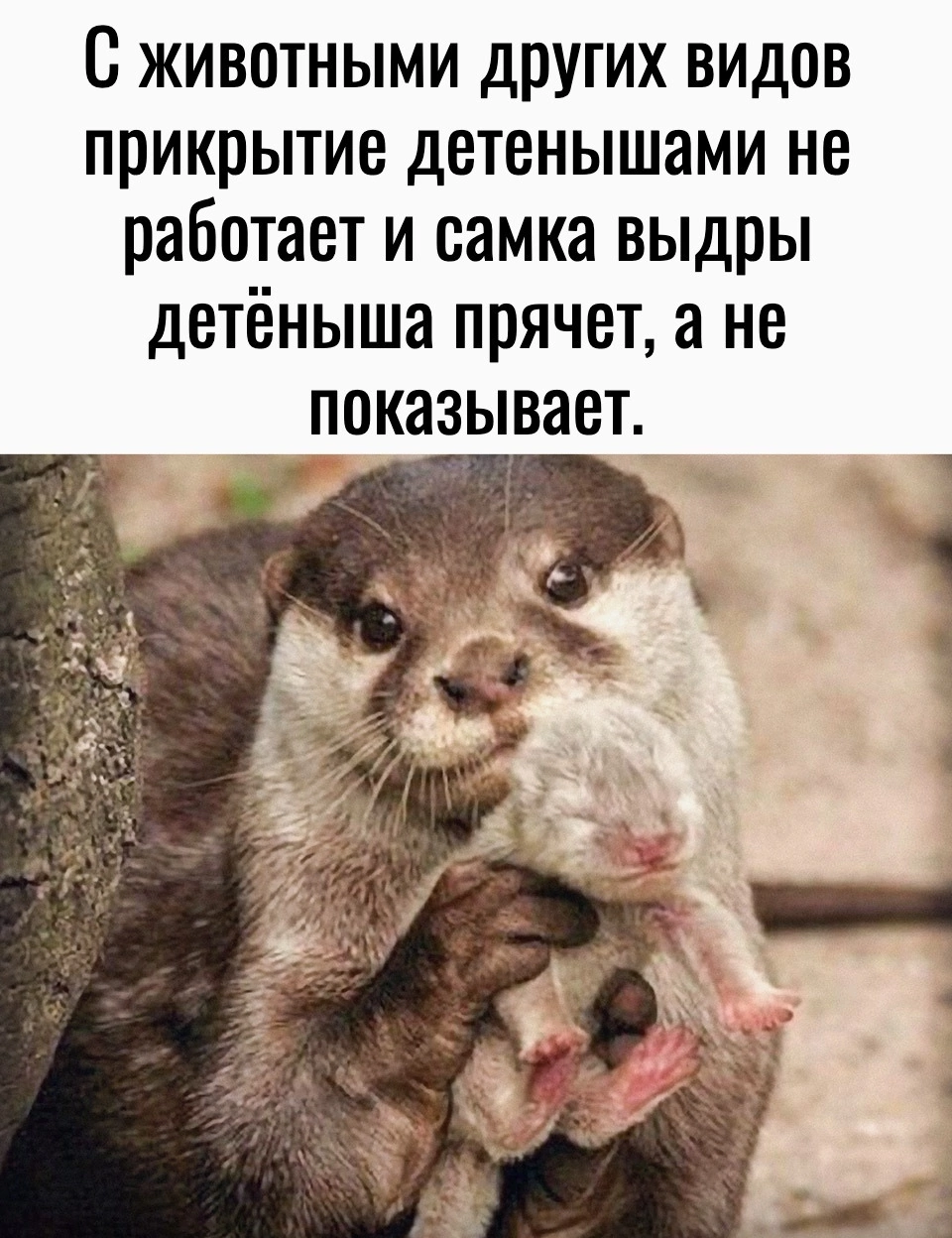 A curious fact from the life of wildlife - wildlife, Otter, Animals, Picture with text, Longpost, Young