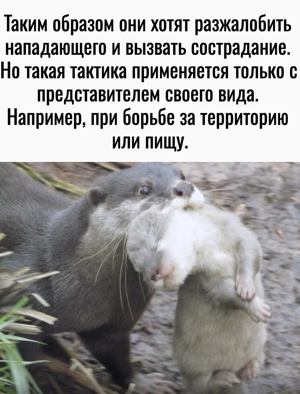 A curious fact from the life of wildlife - wildlife, Otter, Animals, Picture with text, Longpost, Young