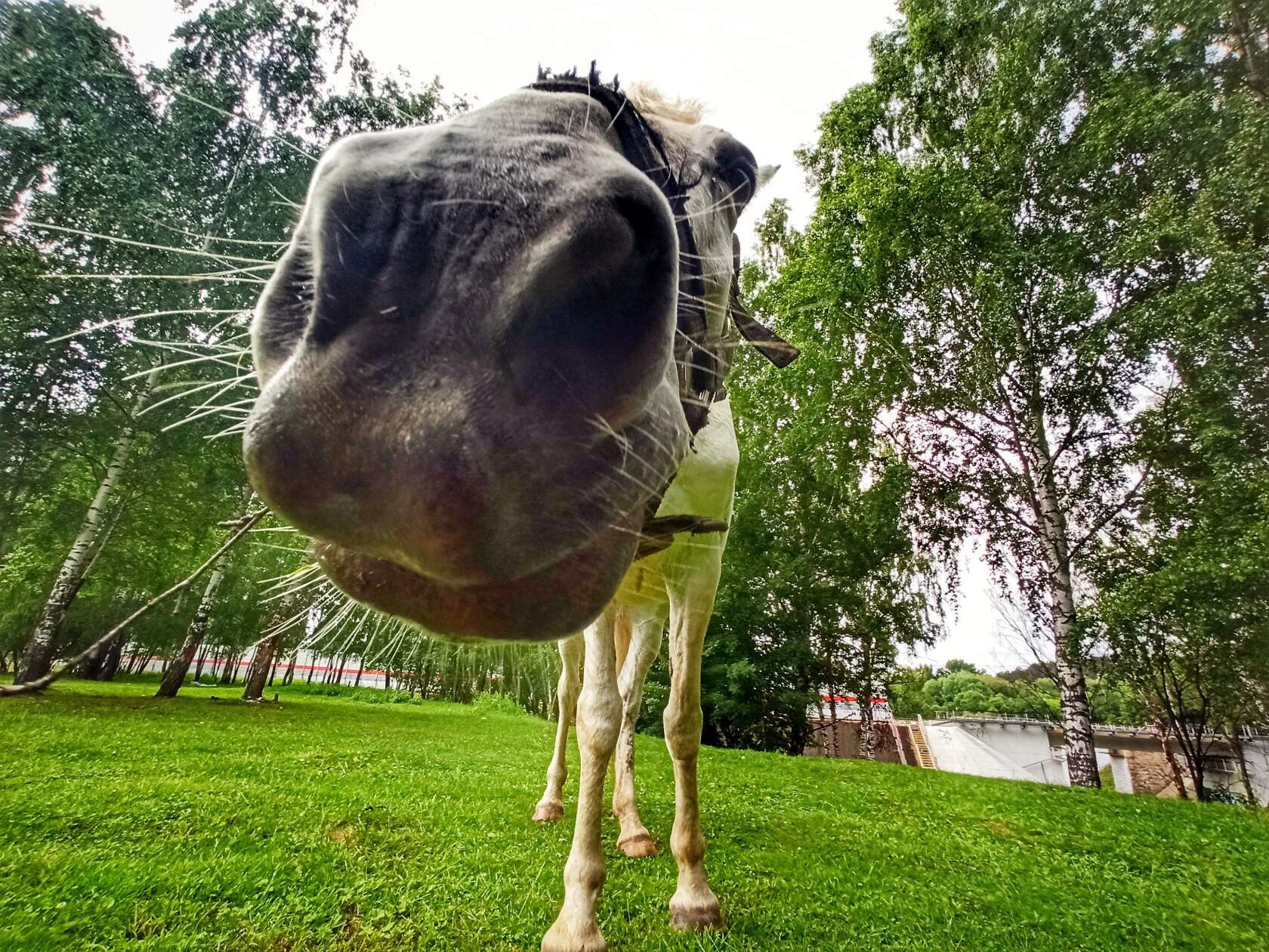 Horse - My, Horses, Russia