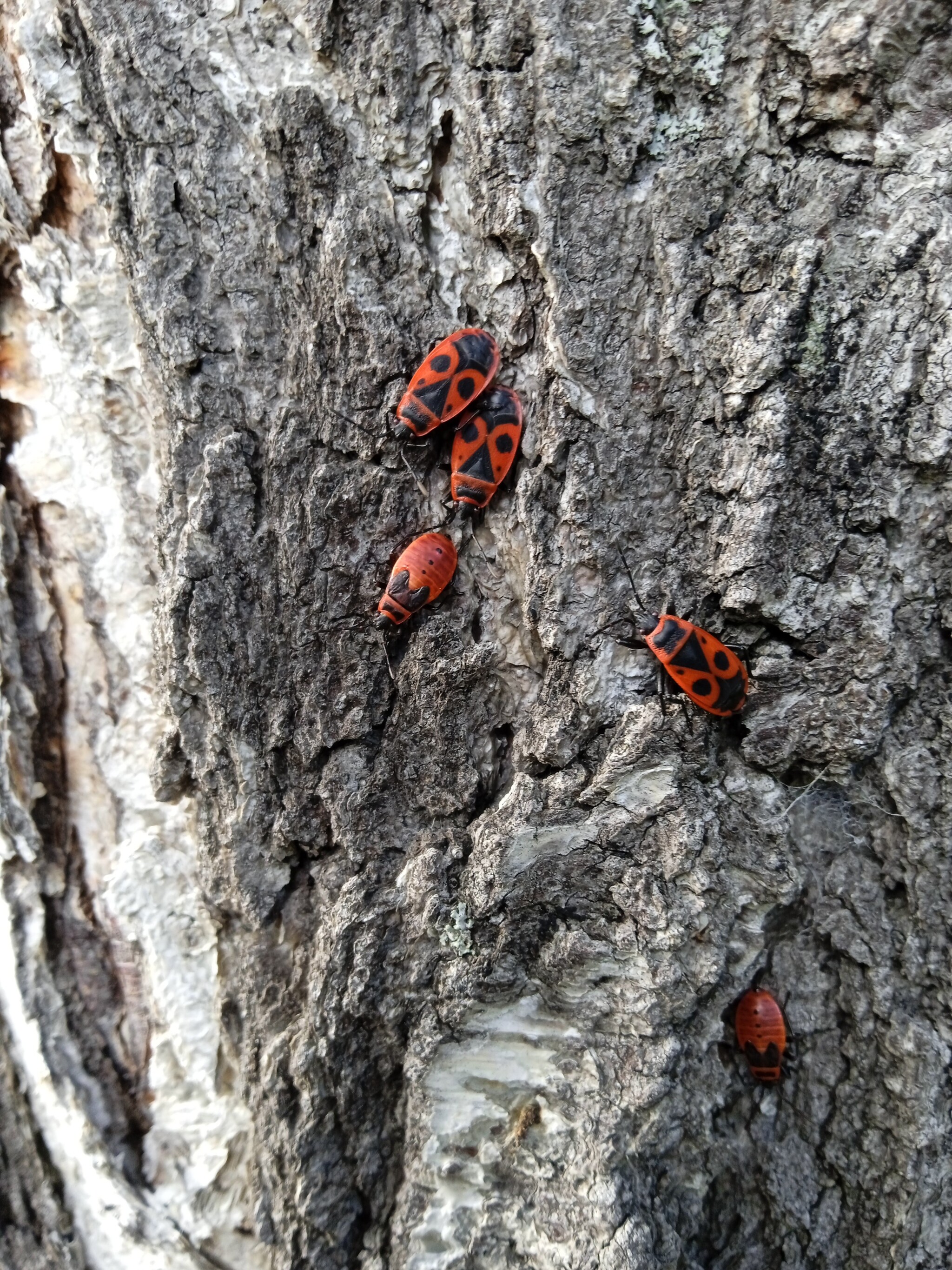 Who is this thing? - My, Insects, Жуки, Lot, Tomsk, Question, Nature, Longpost