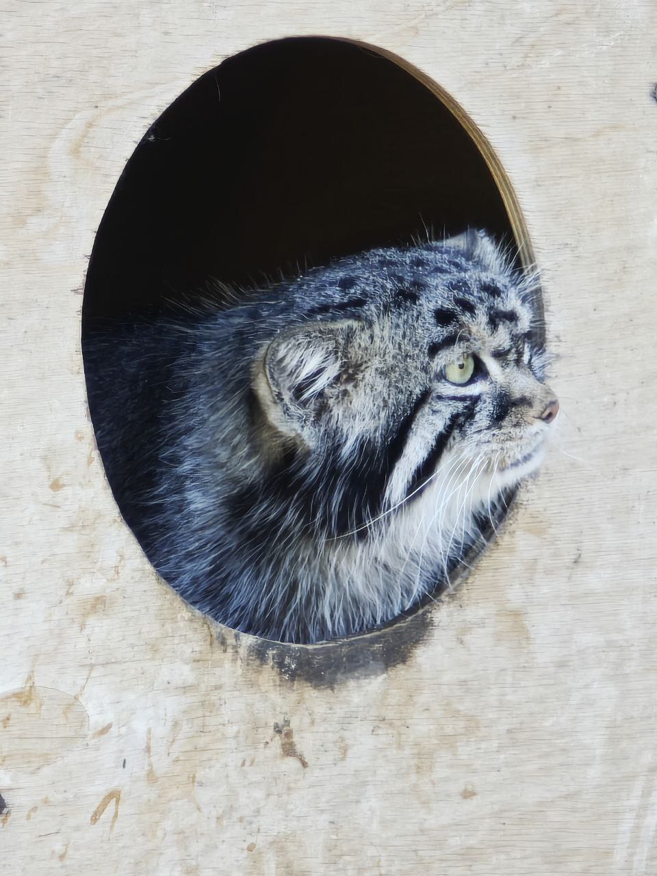 Barnaul is in touch - Small cats, Pallas' cat, Cat family, Predatory animals, Wild animals, The photo, Zoo, Barnaul, Video, Vertical video, Longpost, Telegram (link)