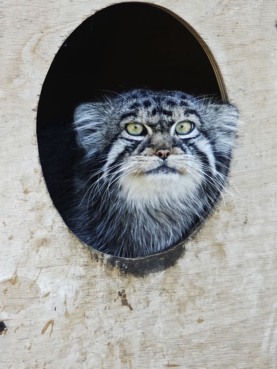 Barnaul is in touch - Small cats, Pallas' cat, Cat family, Predatory animals, Wild animals, The photo, Zoo, Barnaul, Video, Vertical video, Longpost, Telegram (link)