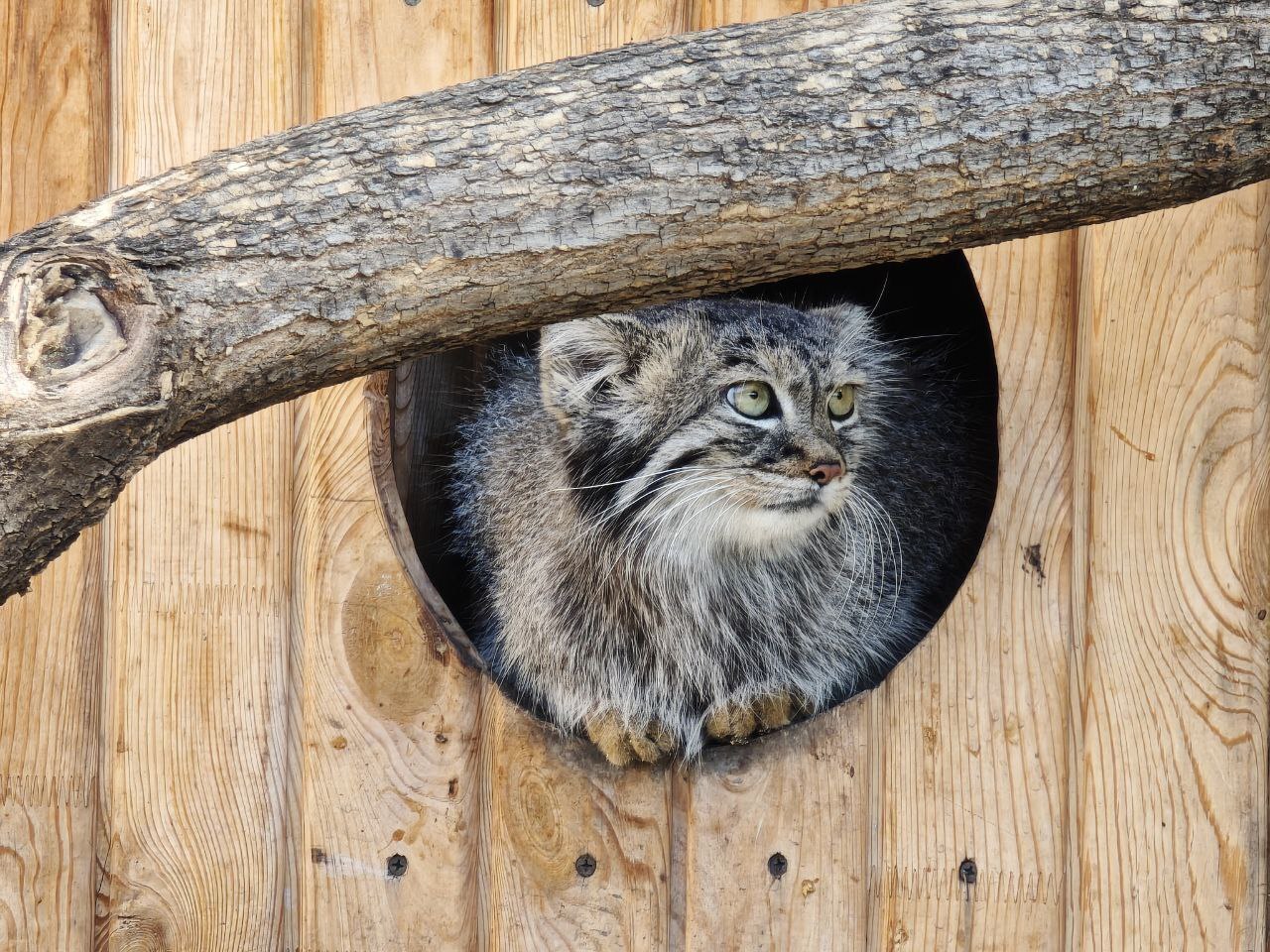 Barnaul is in touch - Small cats, Pallas' cat, Cat family, Predatory animals, Wild animals, The photo, Zoo, Barnaul, Video, Vertical video, Longpost, Telegram (link)