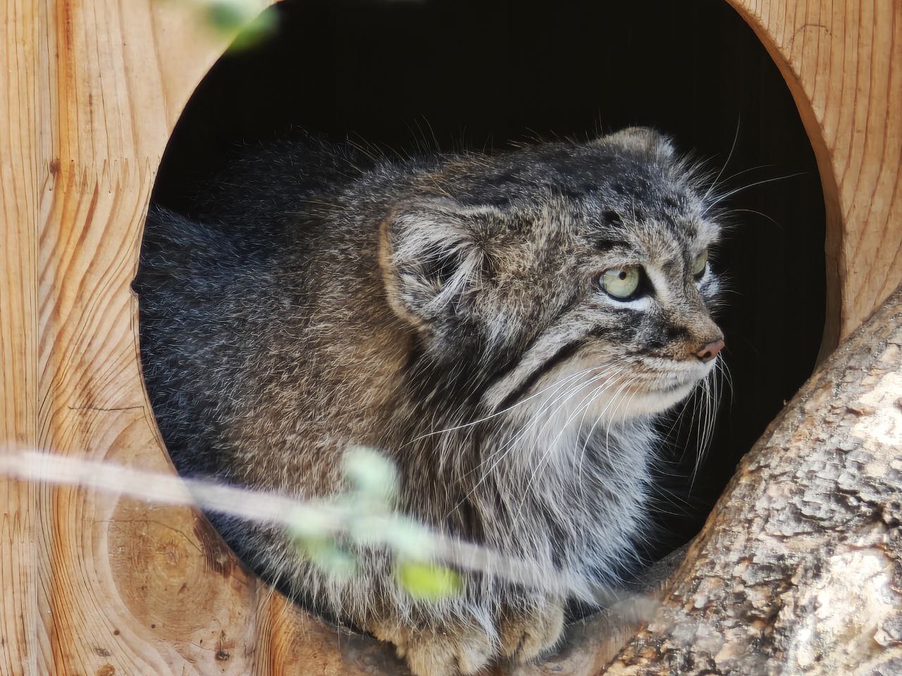 Barnaul is in touch - Small cats, Pallas' cat, Cat family, Predatory animals, Wild animals, The photo, Zoo, Barnaul, Video, Vertical video, Longpost, Telegram (link)