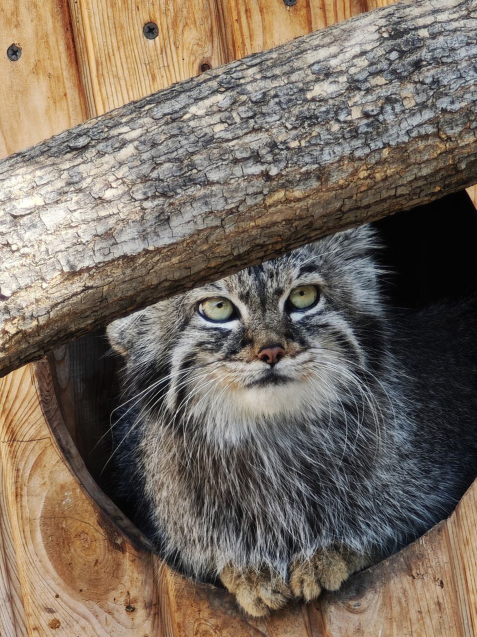 Barnaul is in touch - Small cats, Pallas' cat, Cat family, Predatory animals, Wild animals, The photo, Zoo, Barnaul, Video, Vertical video, Longpost, Telegram (link)