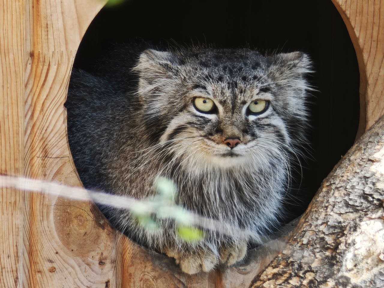 Barnaul is in touch - Small cats, Pallas' cat, Cat family, Predatory animals, Wild animals, The photo, Zoo, Barnaul, Video, Vertical video, Longpost, Telegram (link)