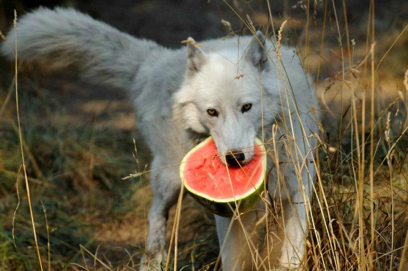 Why is the wolf not a true predator and meat eater? This is what a wolf's diet actually consists of - Wolf, Animals, Wild animals, Yandex Zen, Yandex Zen (link), Longpost