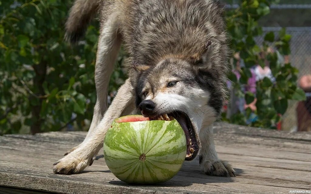 Why is the wolf not a true predator and meat eater? This is what a wolf's diet actually consists of - Wolf, Animals, Wild animals, Yandex Zen, Yandex Zen (link), Longpost