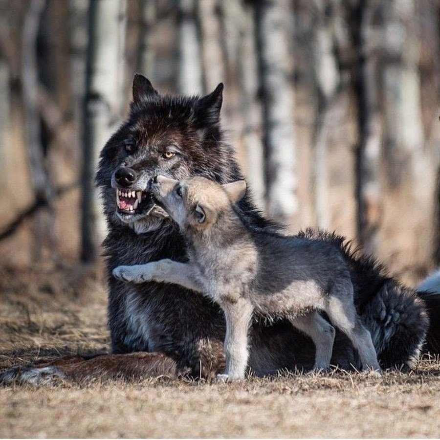 Why is the wolf not a true predator and meat eater? This is what a wolf's diet actually consists of - Wolf, Animals, Wild animals, Yandex Zen, Yandex Zen (link), Longpost