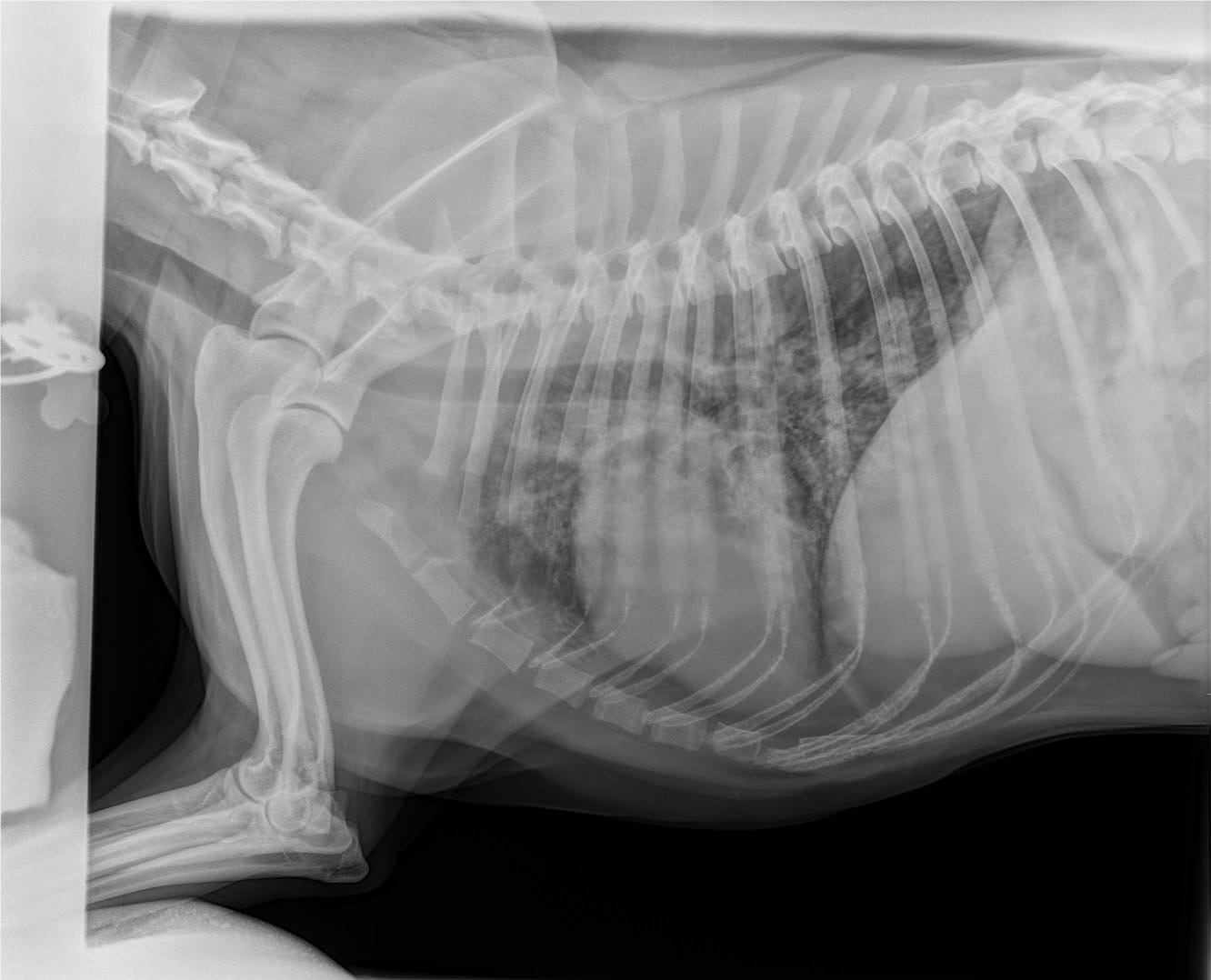 Metastases in the lungs as a separate type of aesthetics - My, Veterinary, Surgery, X-ray, Longpost