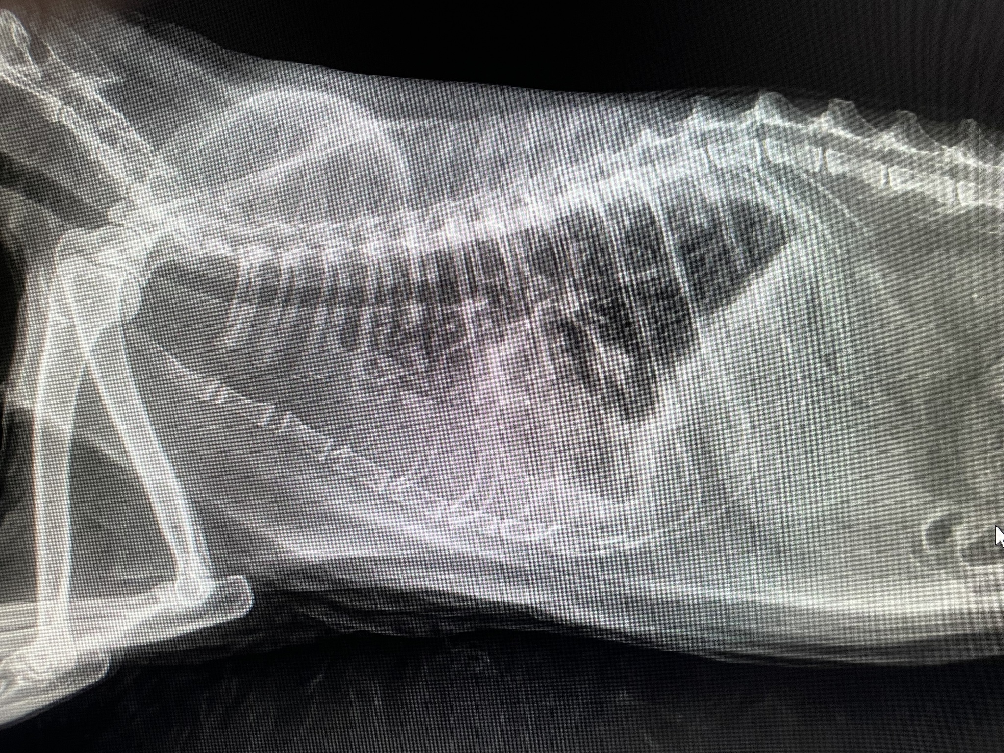 Metastases in the lungs as a separate type of aesthetics - My, Veterinary, Surgery, X-ray, Longpost