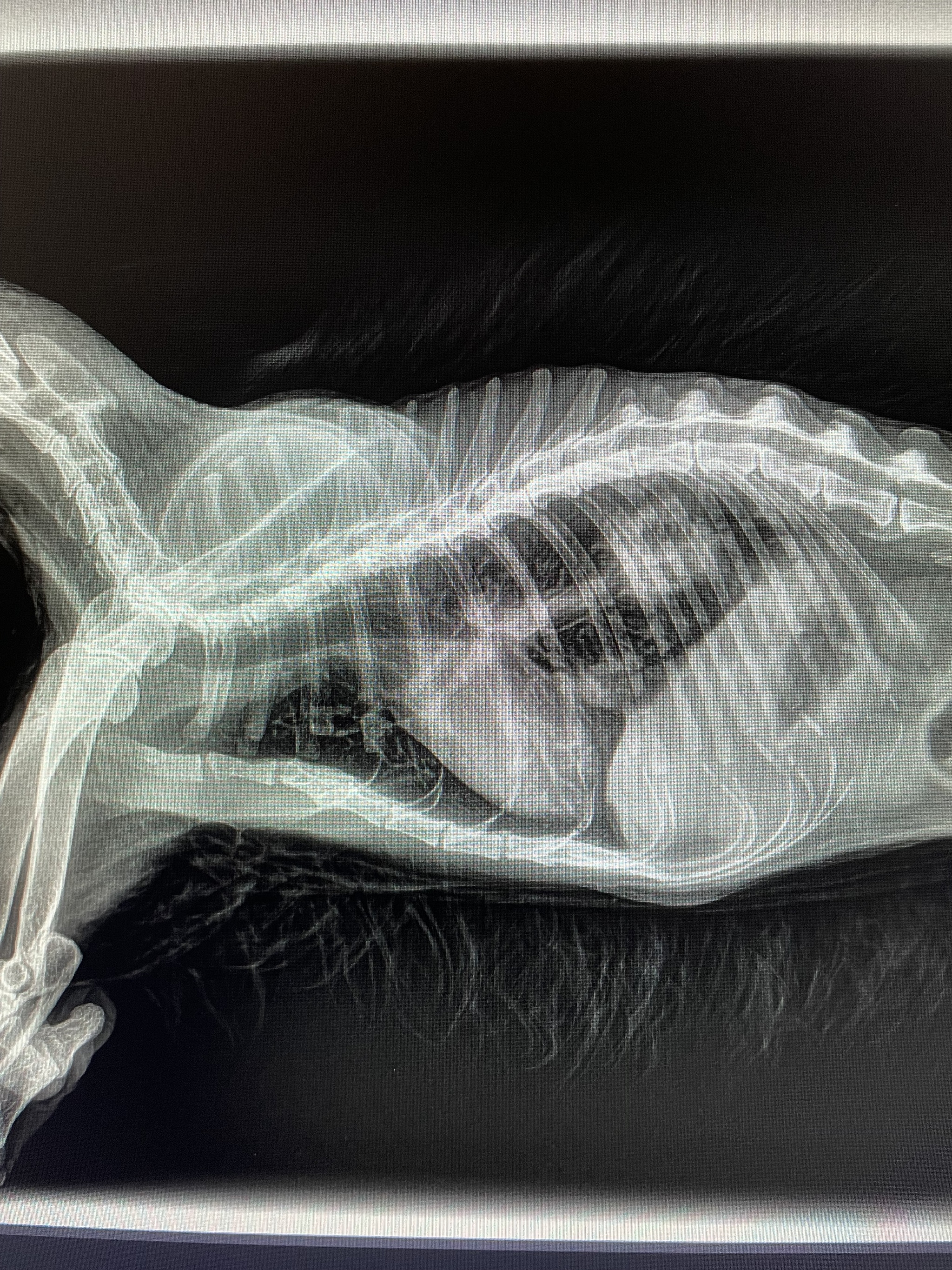 Metastases in the lungs as a separate type of aesthetics - My, Veterinary, Surgery, X-ray, Longpost