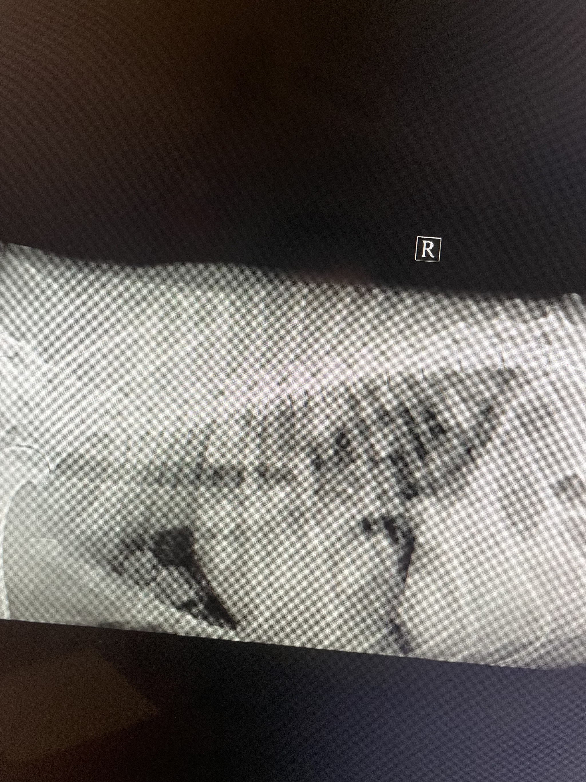 Metastases in the lungs as a separate type of aesthetics - My, Veterinary, Surgery, X-ray, Longpost