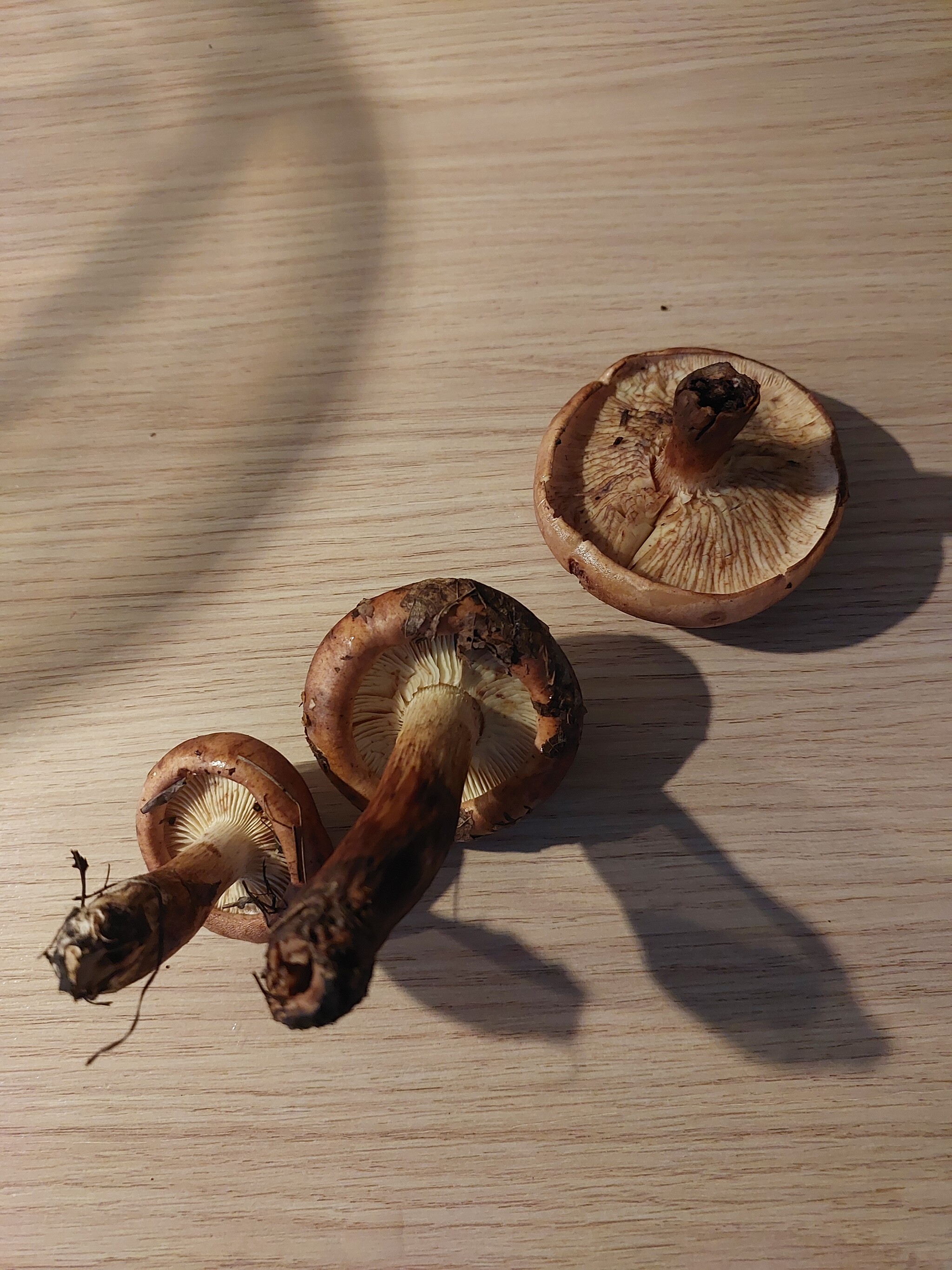 What kind of mushrooms? - Mushrooms, What's this?, Longpost