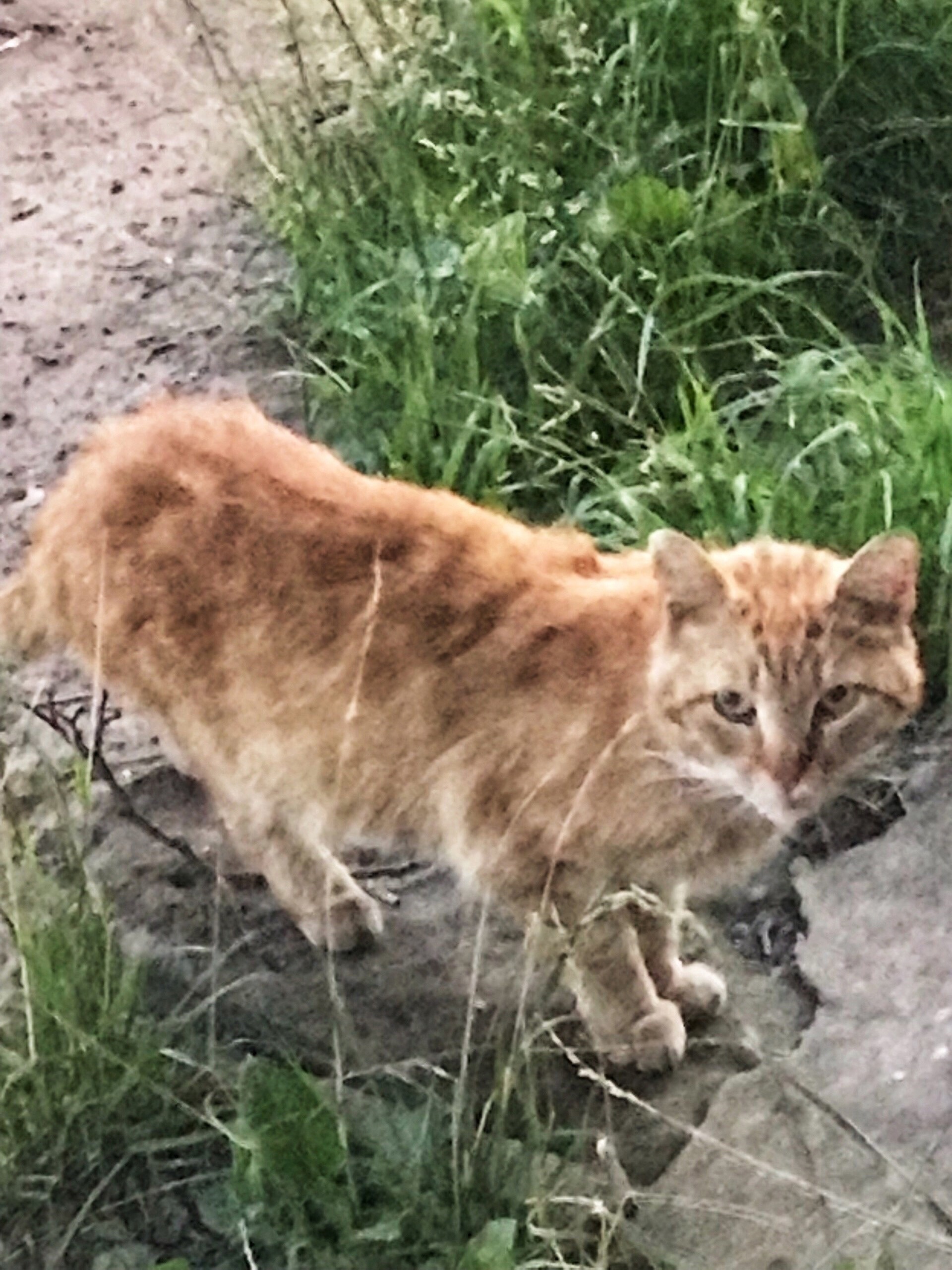 We help. A cat, a beautiful saffron milk cap, was dropped off at the car service center - Saint Petersburg, Leningrad region, cat, Helping animals, In good hands, No rating, VKontakte (link), Longpost