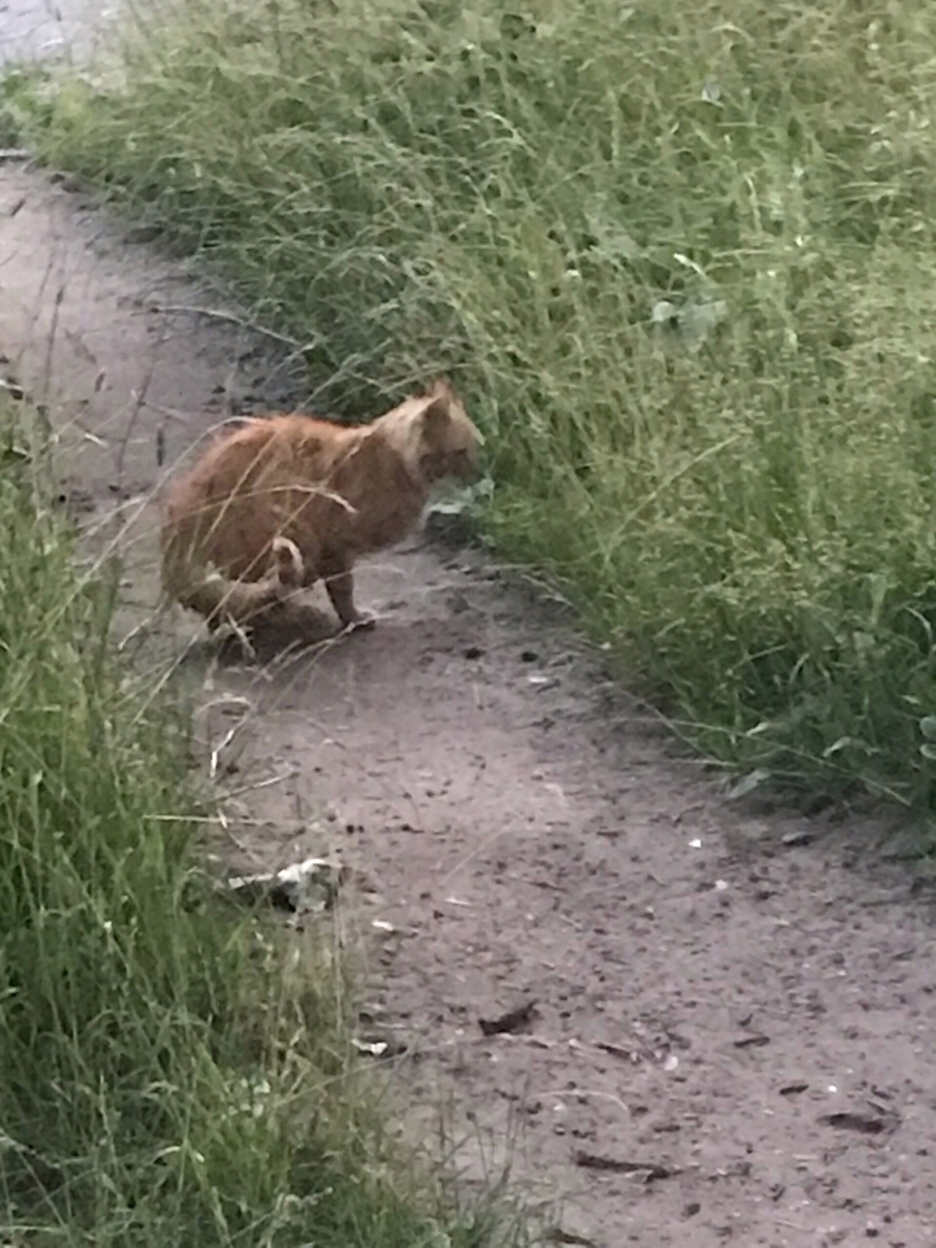 We help. A cat, a beautiful saffron milk cap, was dropped off at the car service center - Saint Petersburg, Leningrad region, cat, Helping animals, In good hands, No rating, VKontakte (link), Longpost