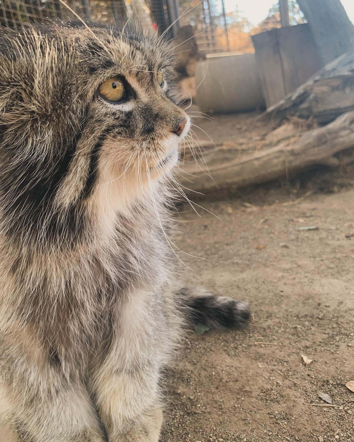 Garab, overseas guest - Small cats, Pallas' cat, Cat family, Predatory animals, Wild animals, The photo, Zoo, Longpost