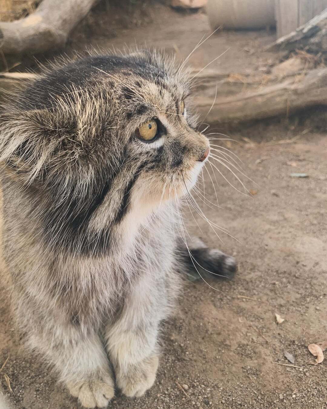 Garab, overseas guest - Small cats, Pallas' cat, Cat family, Predatory animals, Wild animals, The photo, Zoo, Longpost