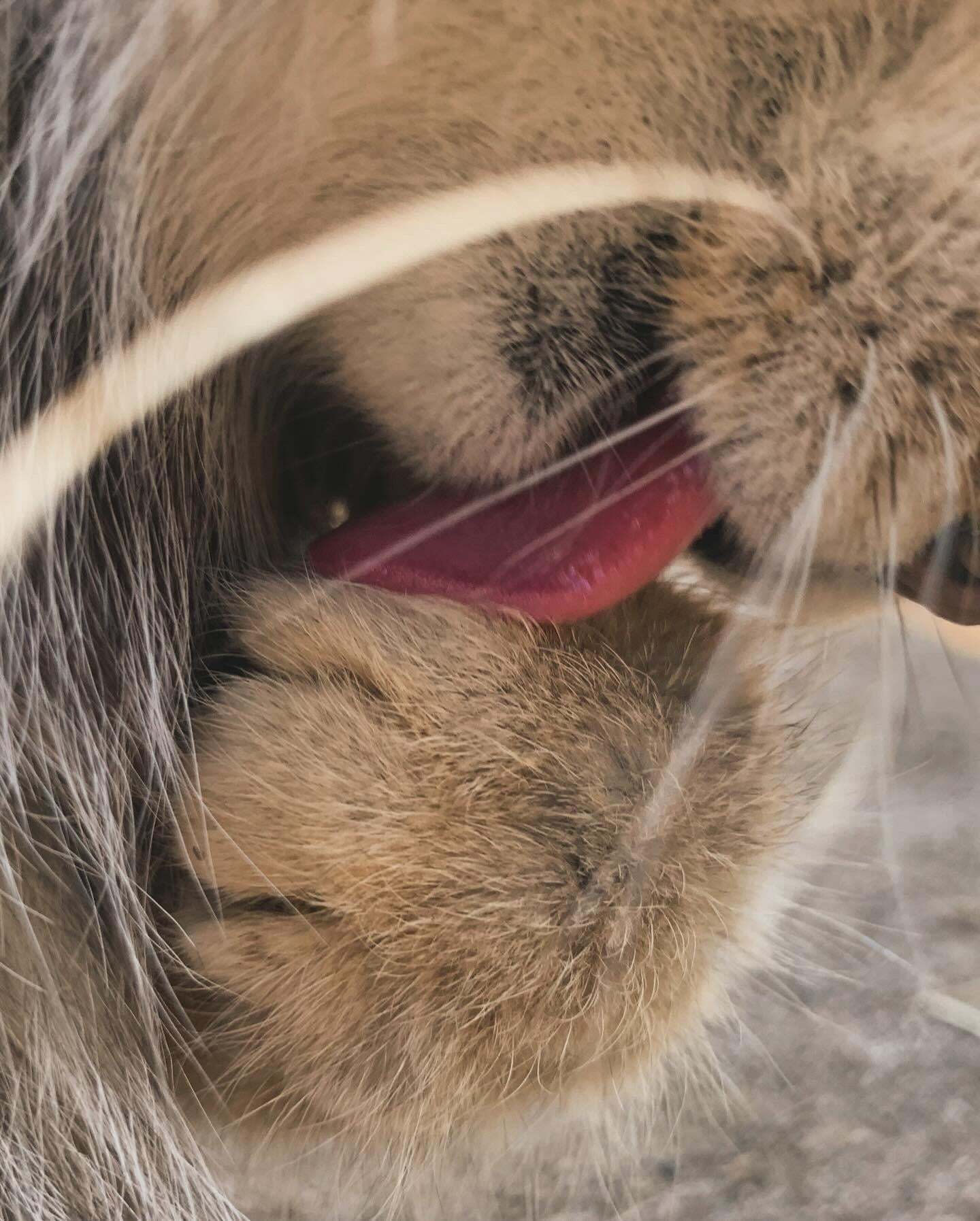 Garab, overseas guest - Small cats, Pallas' cat, Cat family, Predatory animals, Wild animals, The photo, Zoo, Longpost