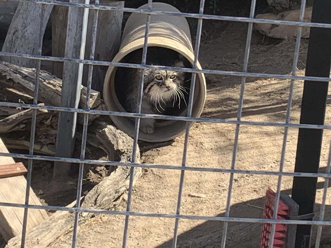 Garab, overseas guest - Small cats, Pallas' cat, Cat family, Predatory animals, Wild animals, The photo, Zoo, Longpost