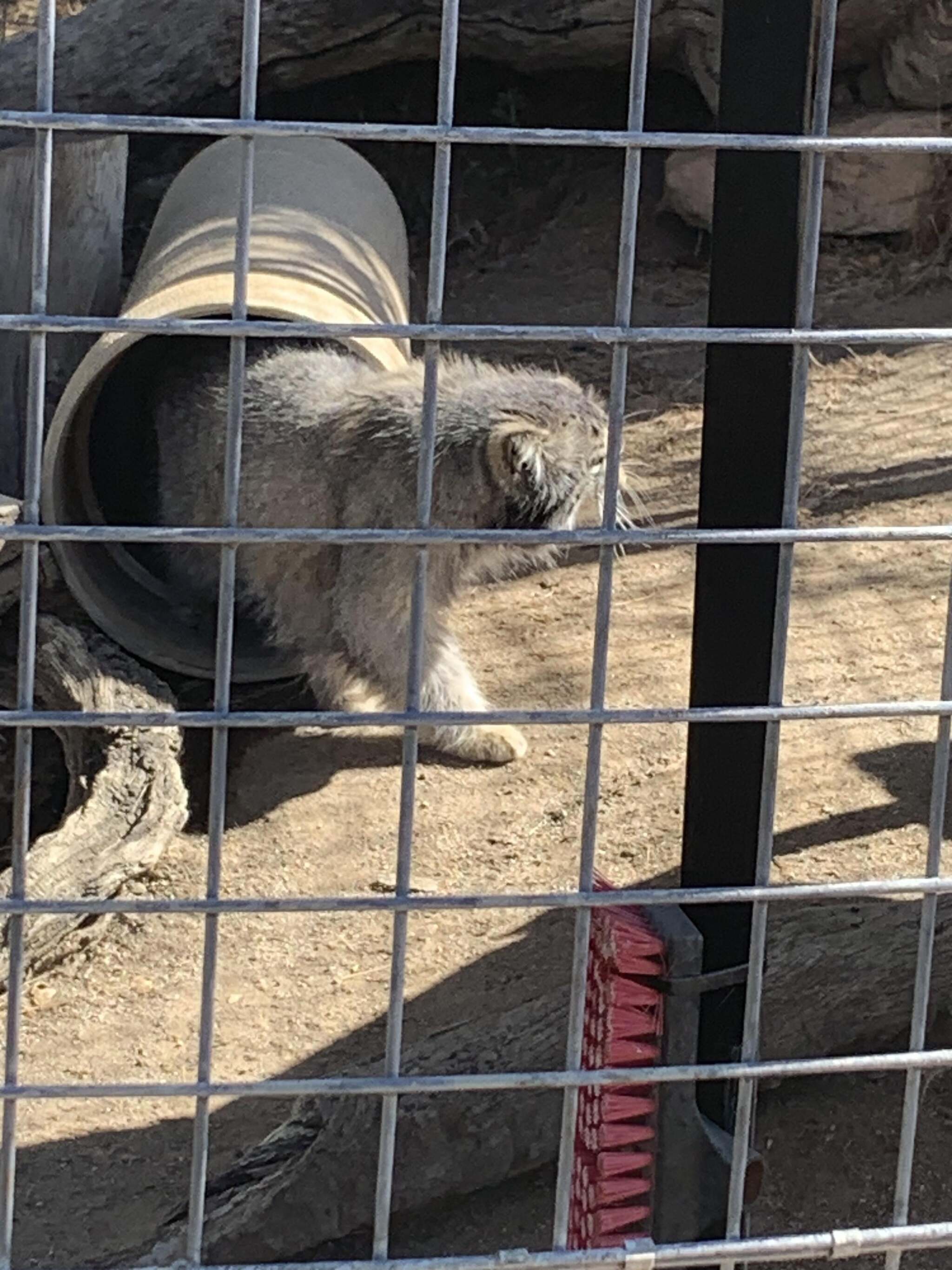 Garab, overseas guest - Small cats, Pallas' cat, Cat family, Predatory animals, Wild animals, The photo, Zoo, Longpost