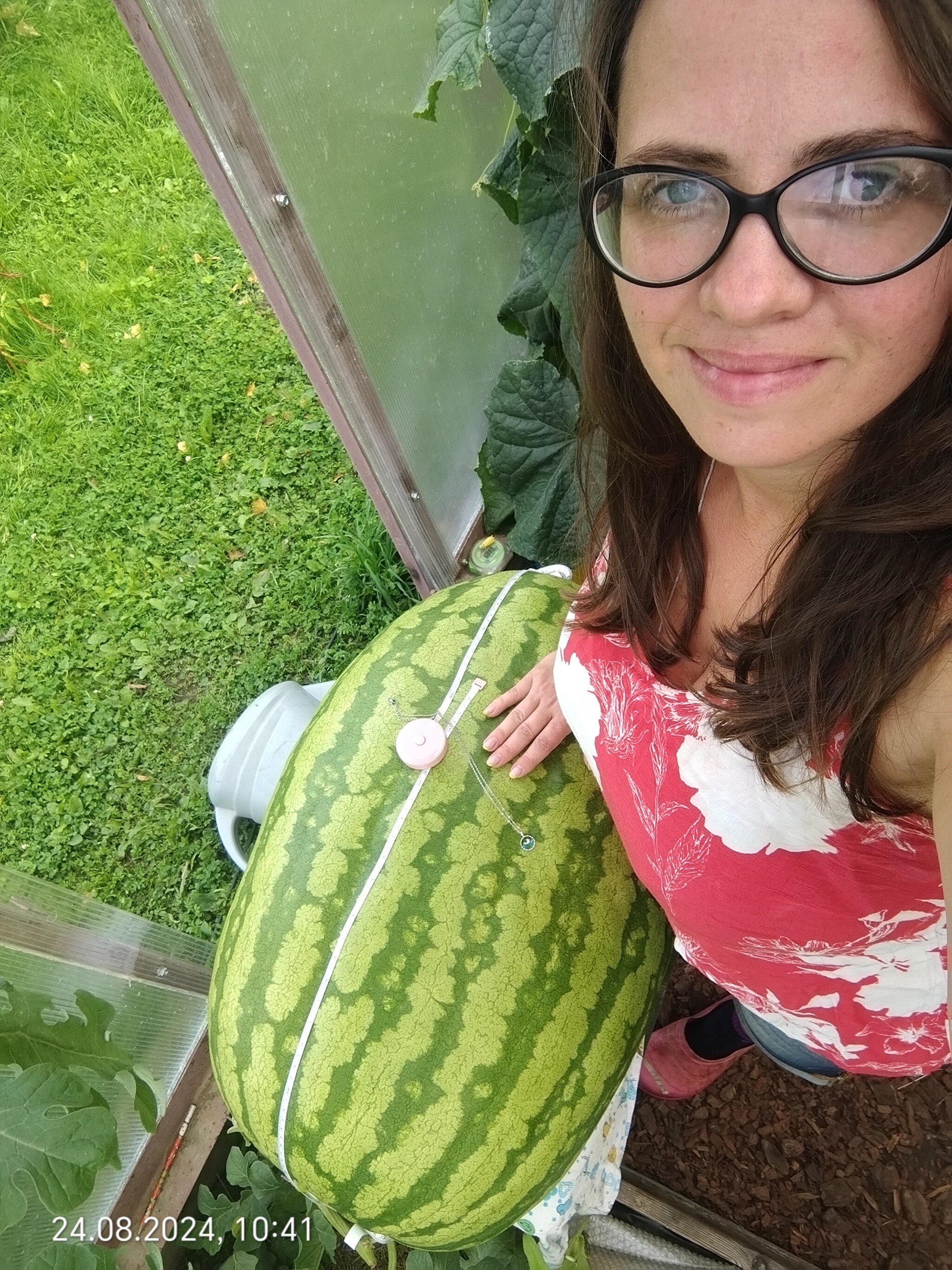 Giant watermelon. 60 days/60 kilograms - My, Watermelon, Giants, Gigantomania, Garden, Market gardener, Vegetables, Longpost