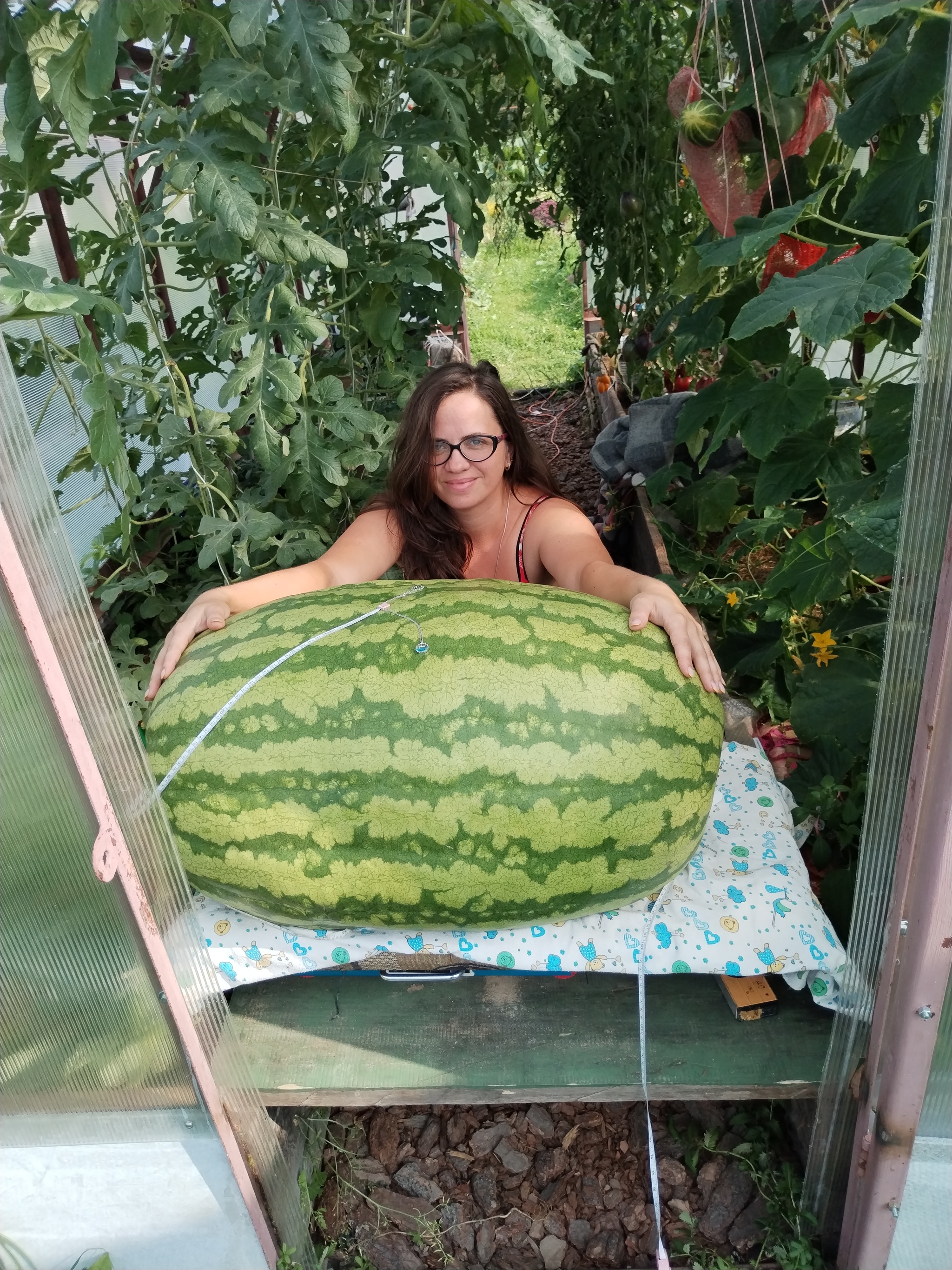 Giant watermelon. 60 days/60 kilograms - My, Watermelon, Giants, Gigantomania, Garden, Market gardener, Vegetables, Longpost