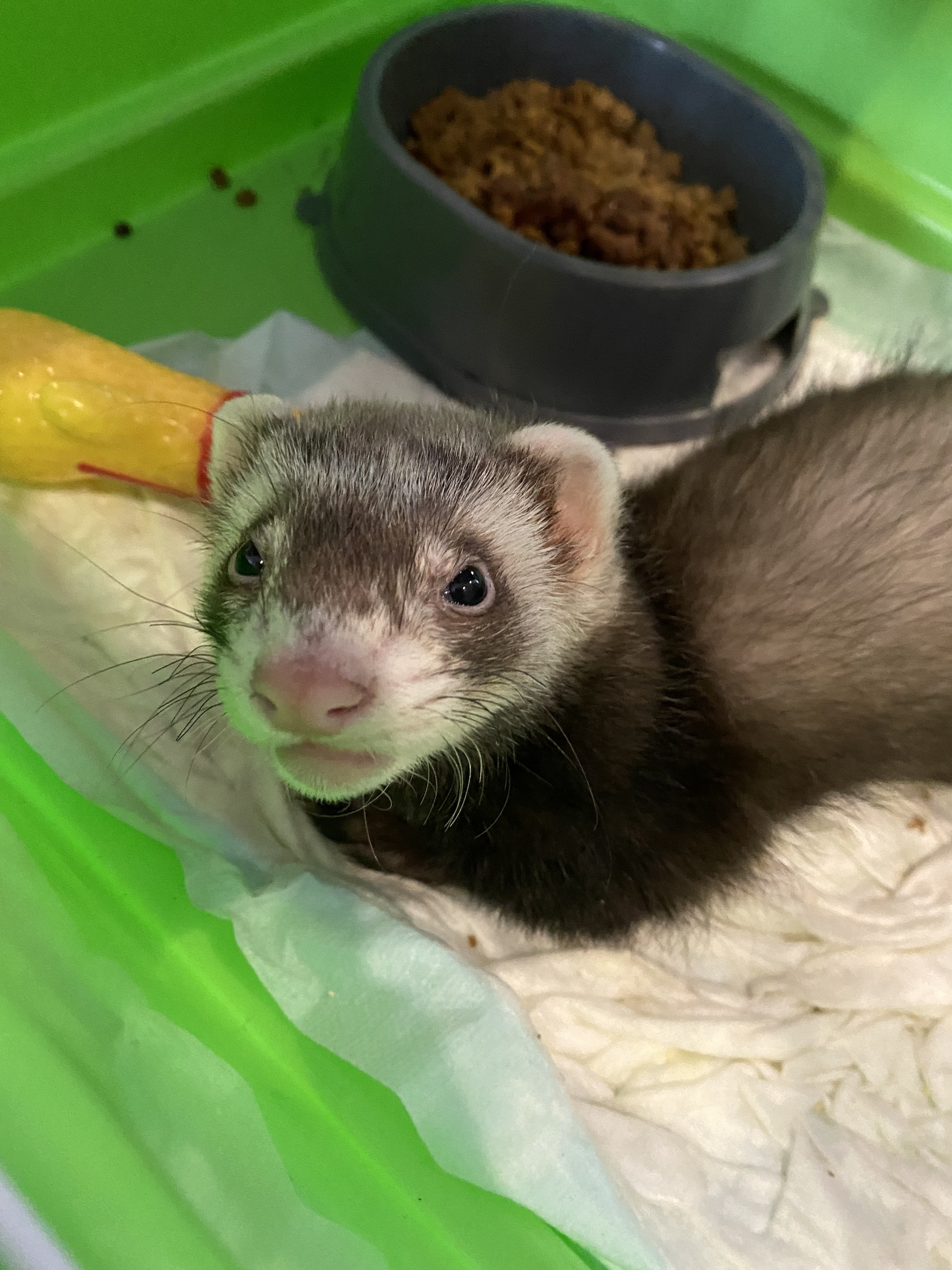 A little about Ari and donors - My, Disease history, Ferret, Moscow, Longpost